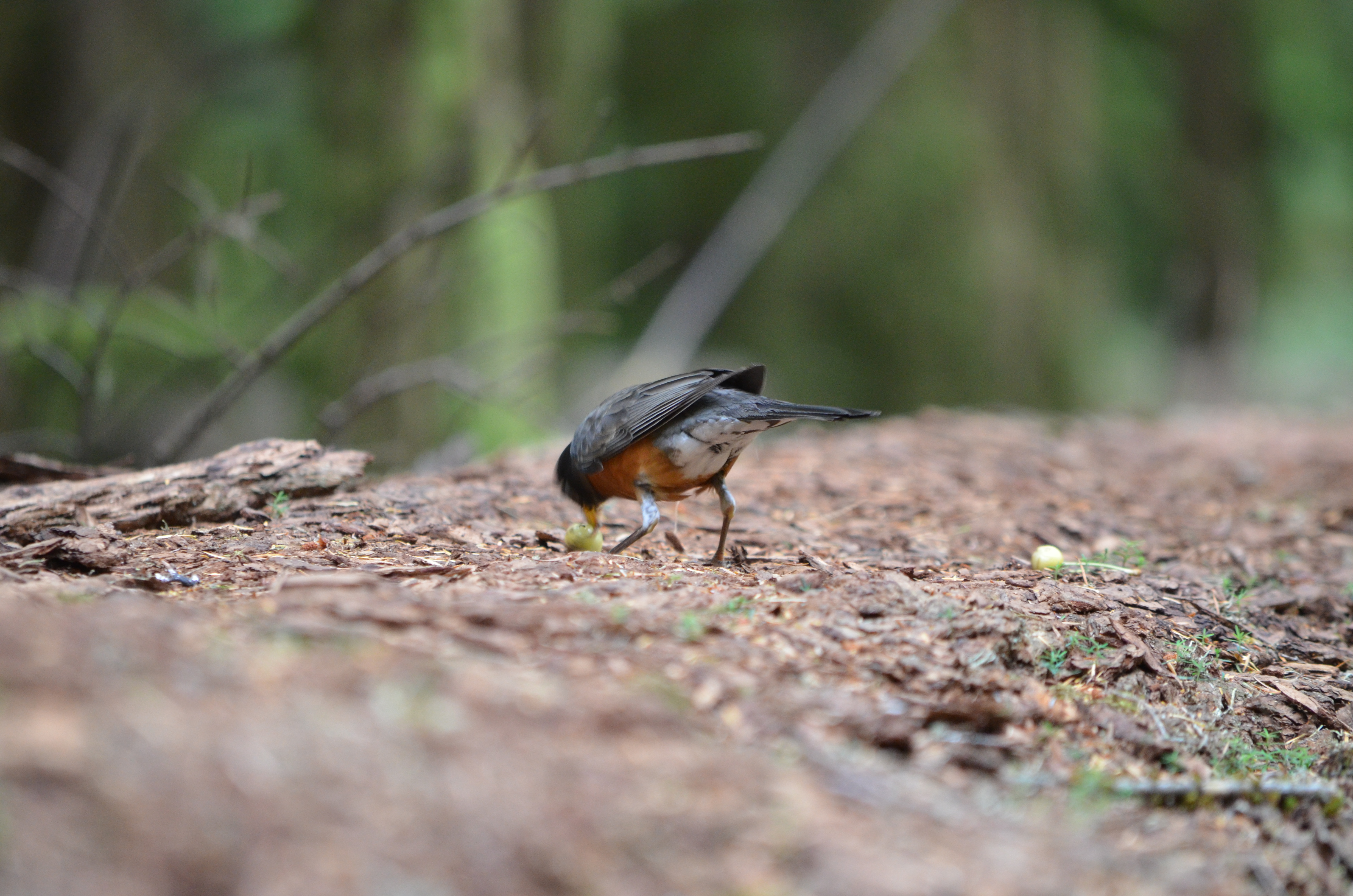 photos/wildlife/Bird_Species/146-Thrushes/6178-American_Robin/DSC_0419.JPG