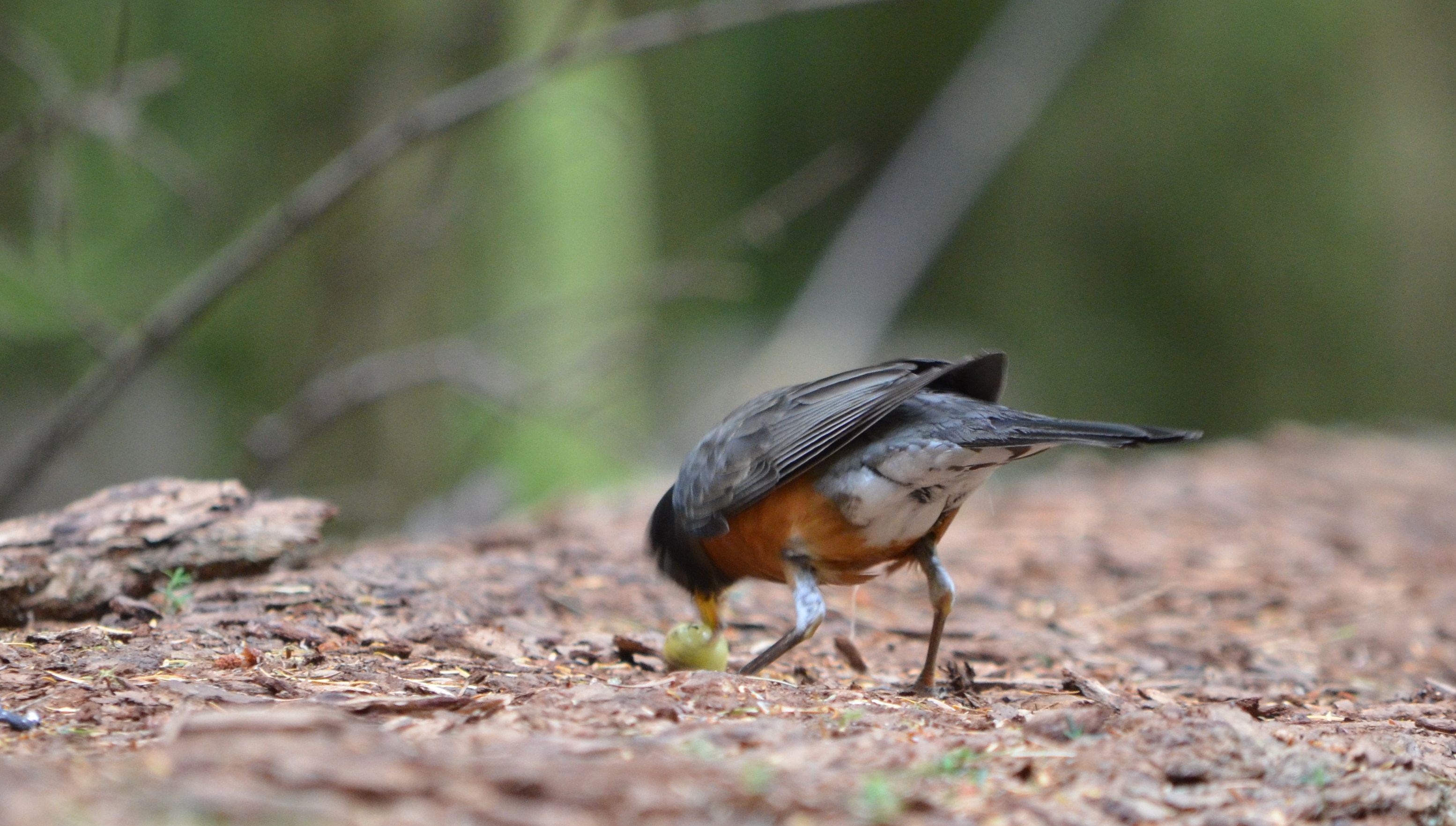 photos/wildlife/Bird_Species/146-Thrushes/6178-American_Robin/DSC_0419_small.jpg