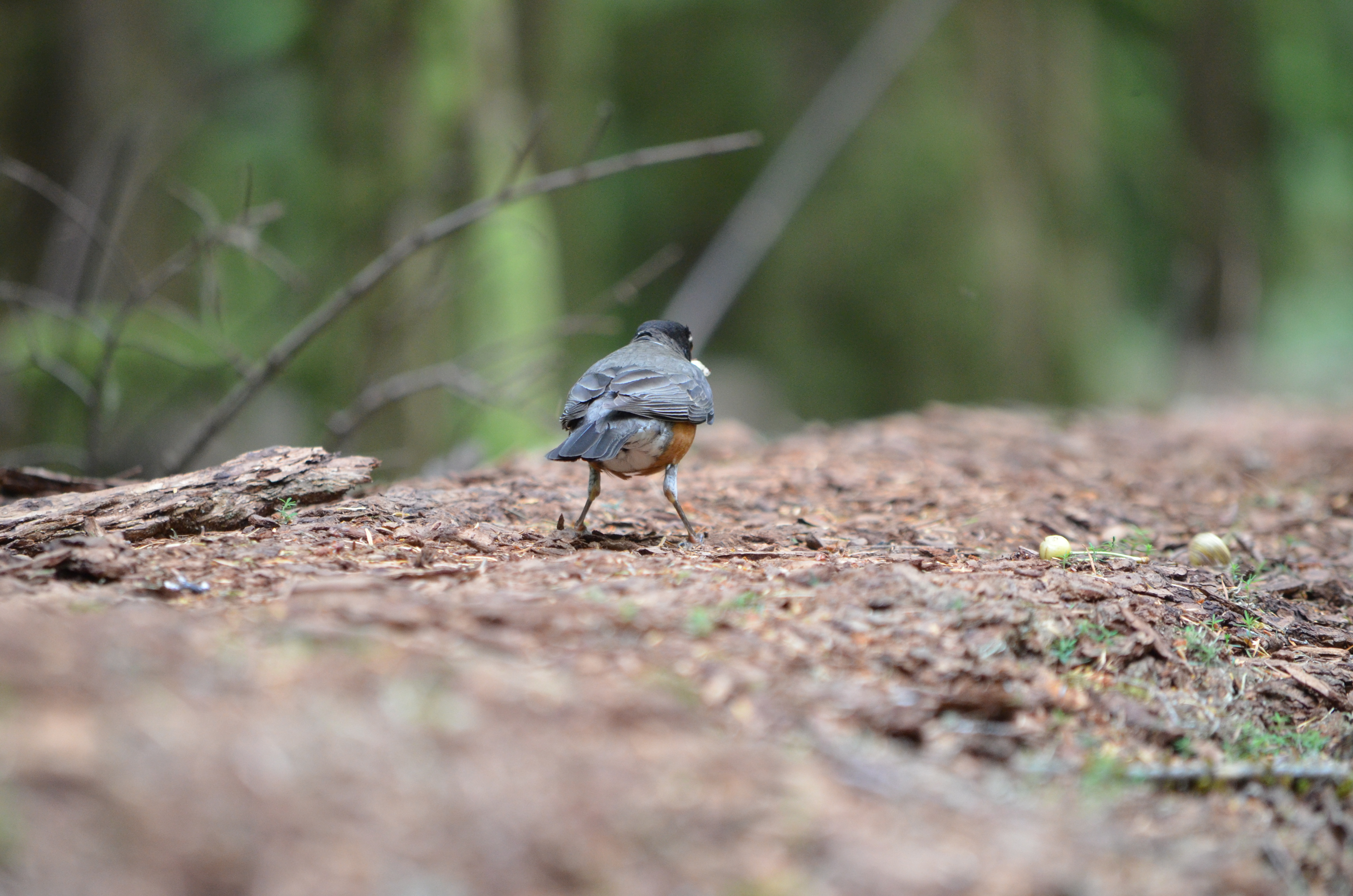 photos/wildlife/Bird_Species/146-Thrushes/6178-American_Robin/DSC_0420.JPG