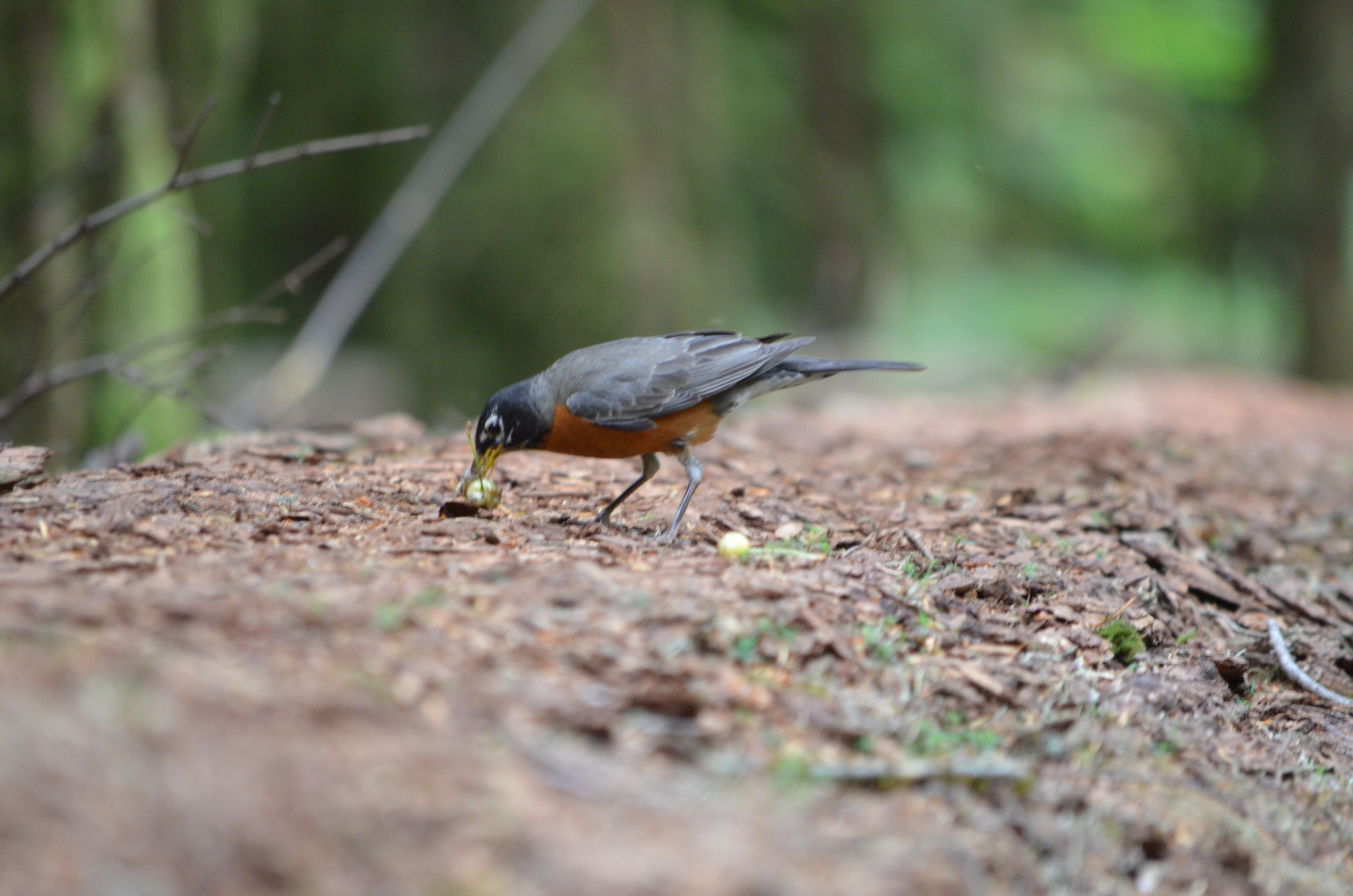 photos/wildlife/Bird_Species/146-Thrushes/6178-American_Robin/DSC_0421.JPG