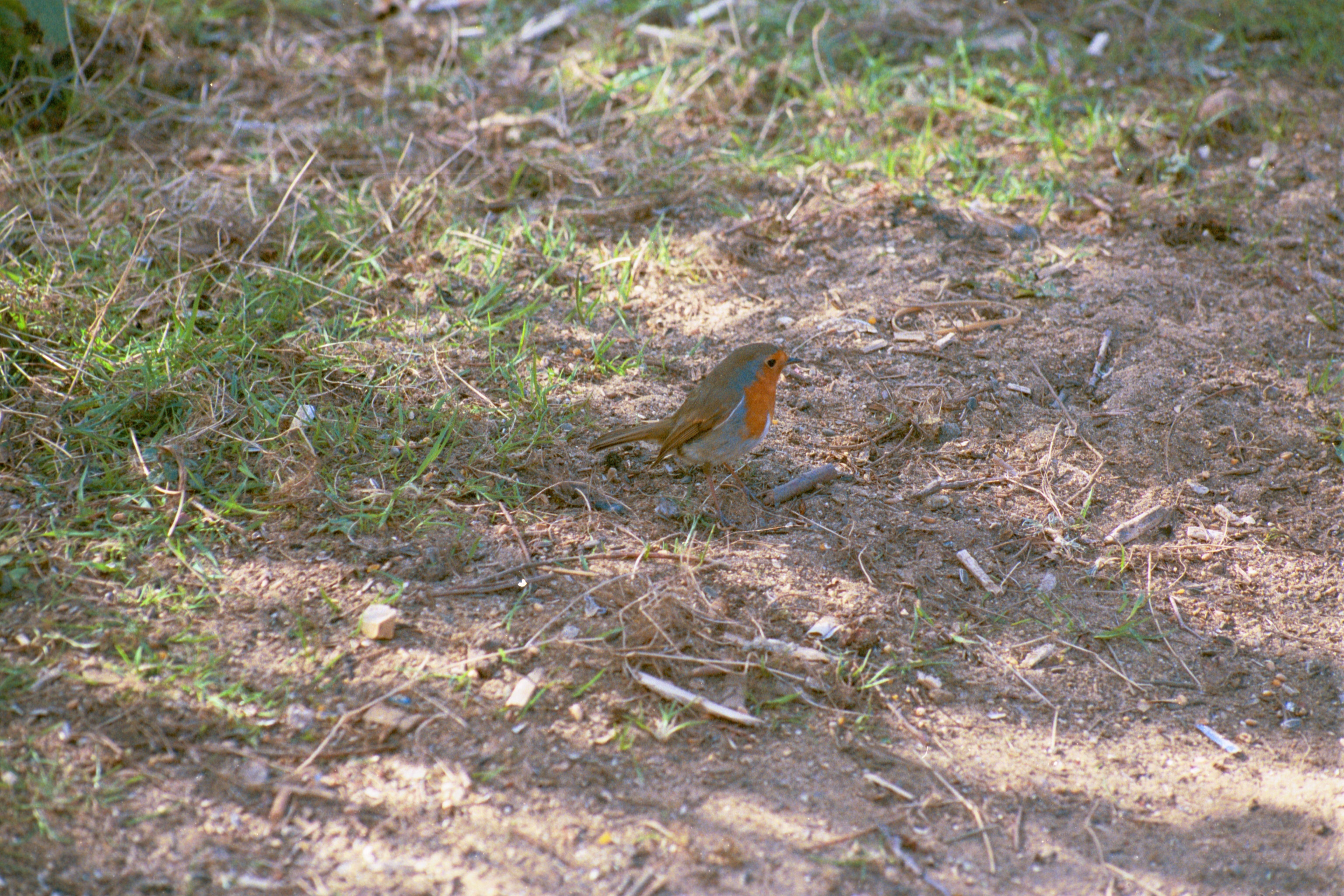 photos/wildlife/Bird_Species/147-Old_World_Chats/6193-European_Robin/20020504-Titchwell-01.jpg