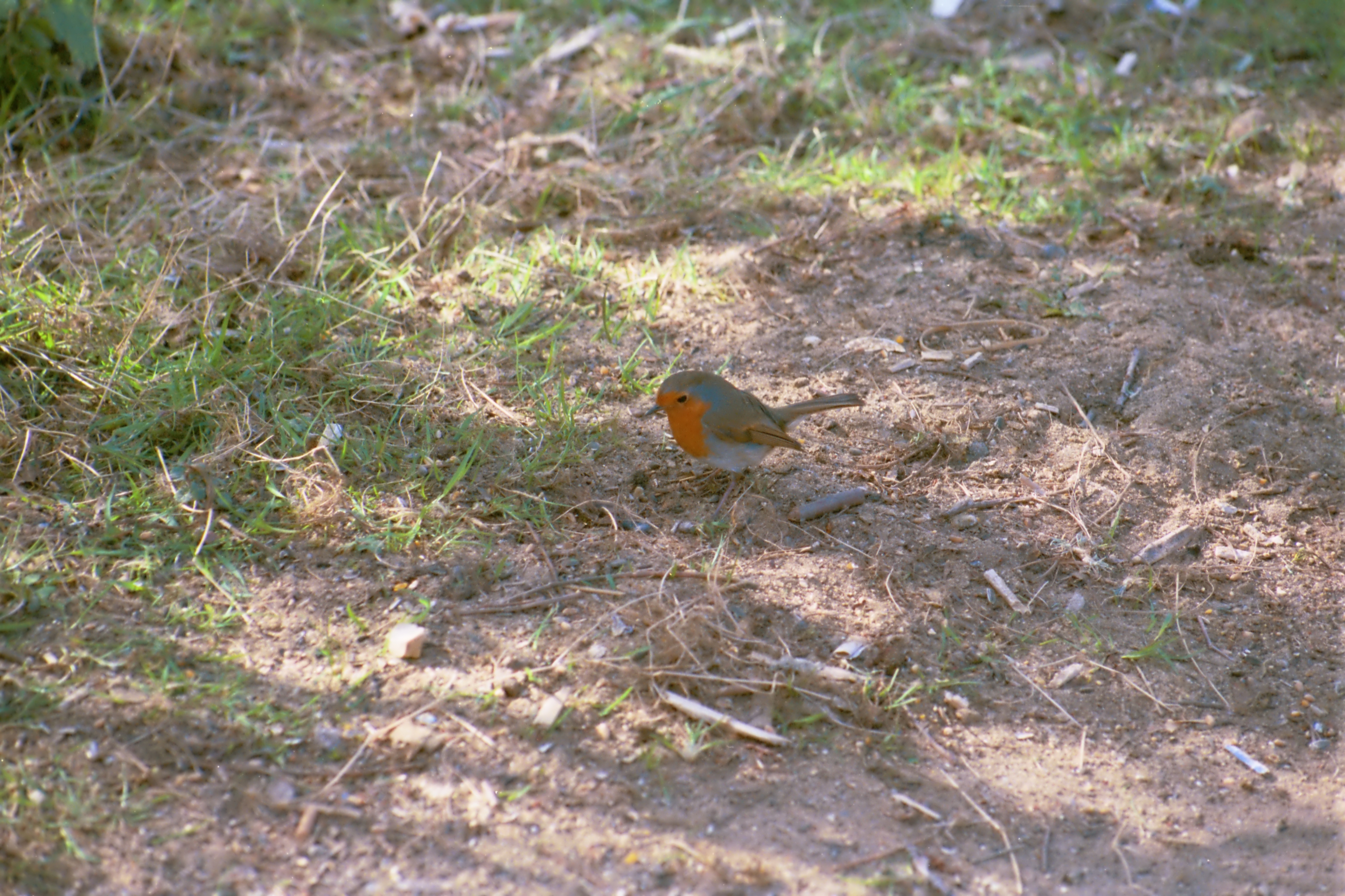 photos/wildlife/Bird_Species/147-Old_World_Chats/6193-European_Robin/20020504-Titchwell-02.jpg