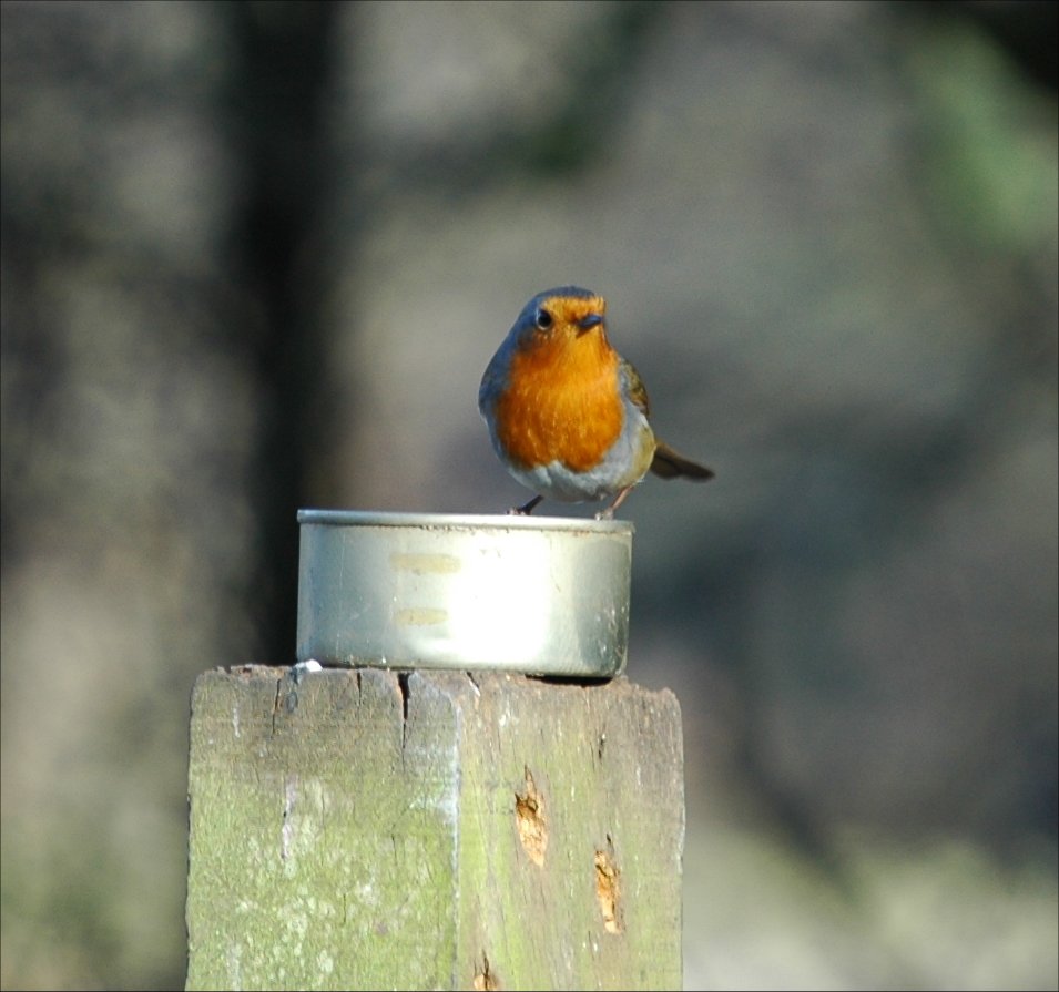 photos/wildlife/Bird_Species/147-Old_World_Chats/6193-European_Robin/20060217-Wellbeck-01-small.jpg