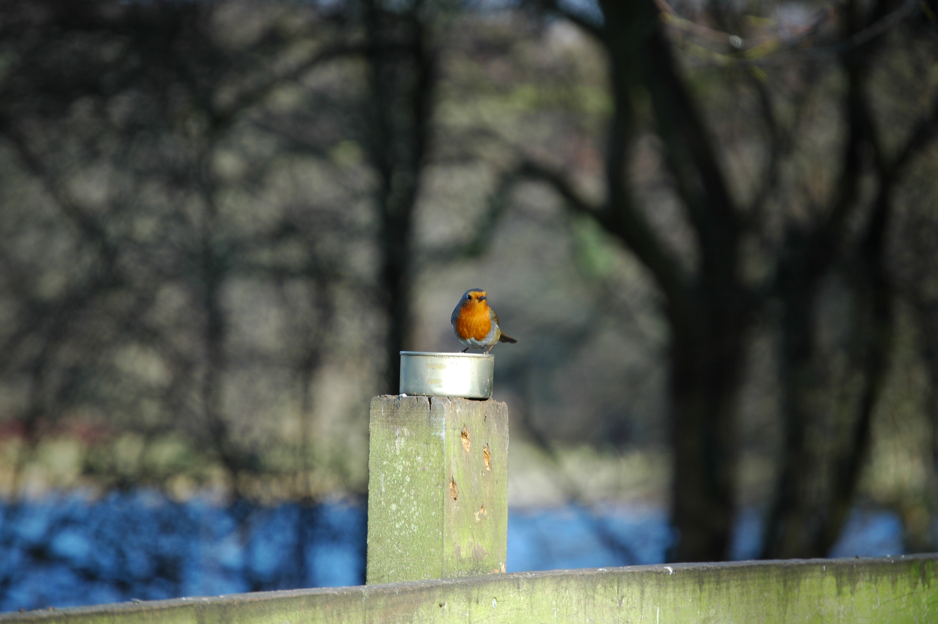 photos/wildlife/Bird_Species/147-Old_World_Chats/6193-European_Robin/20060217-Wellbeck-01.jpg