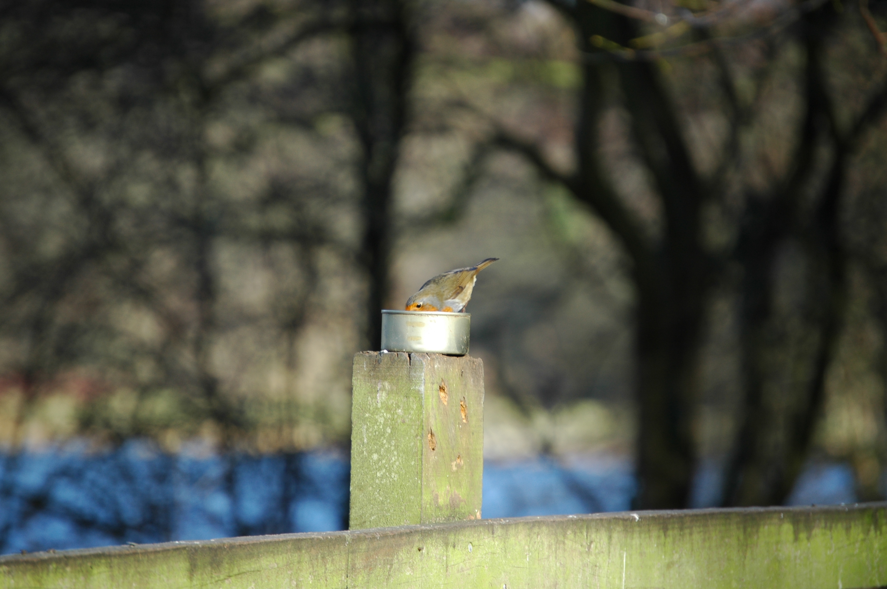 photos/wildlife/Bird_Species/147-Old_World_Chats/6193-European_Robin/20060217-Wellbeck-02.jpg