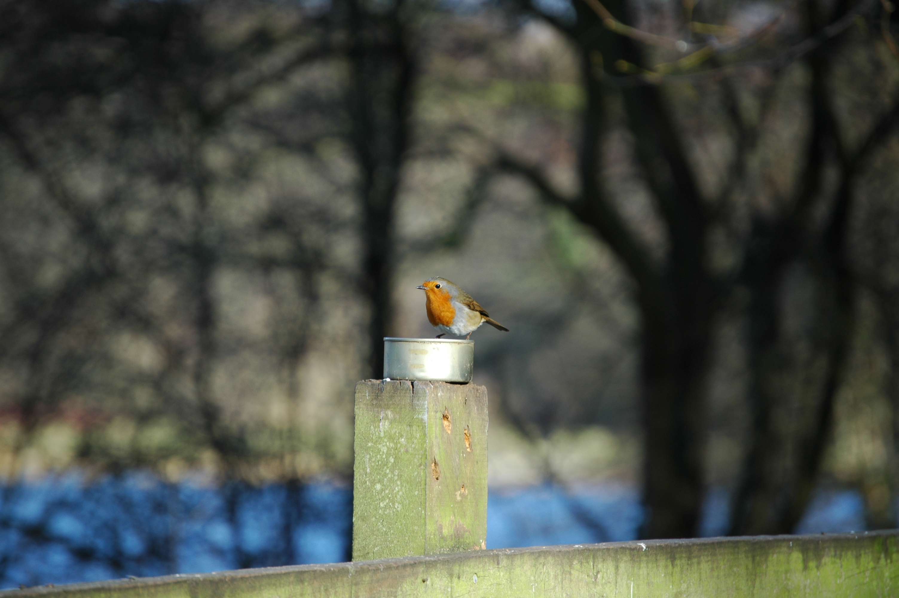 photos/wildlife/Bird_Species/147-Old_World_Chats/6193-European_Robin/20060217-Wellbeck-03.jpg