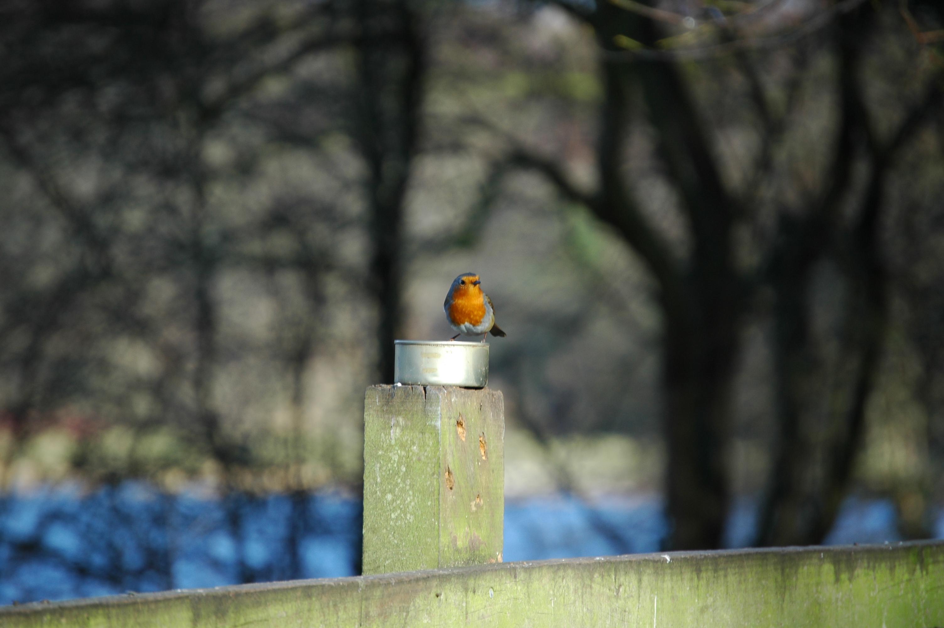 photos/wildlife/Bird_Species/147-Old_World_Chats/6193-European_Robin/20060217-Wellbeck-04.jpg