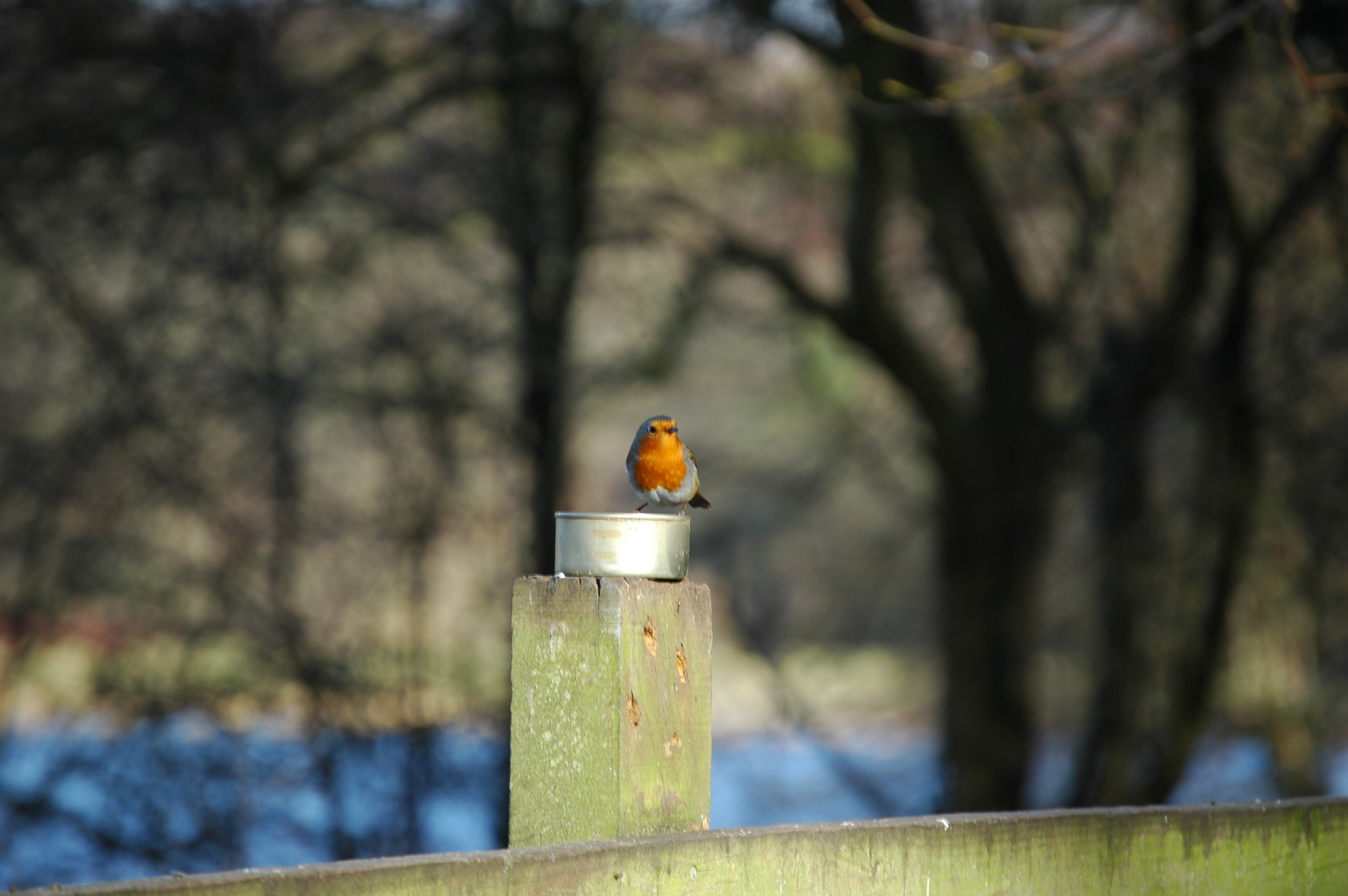 photos/wildlife/Bird_Species/147-Old_World_Chats/6193-European_Robin/20060217-Wellbeck-05.jpg