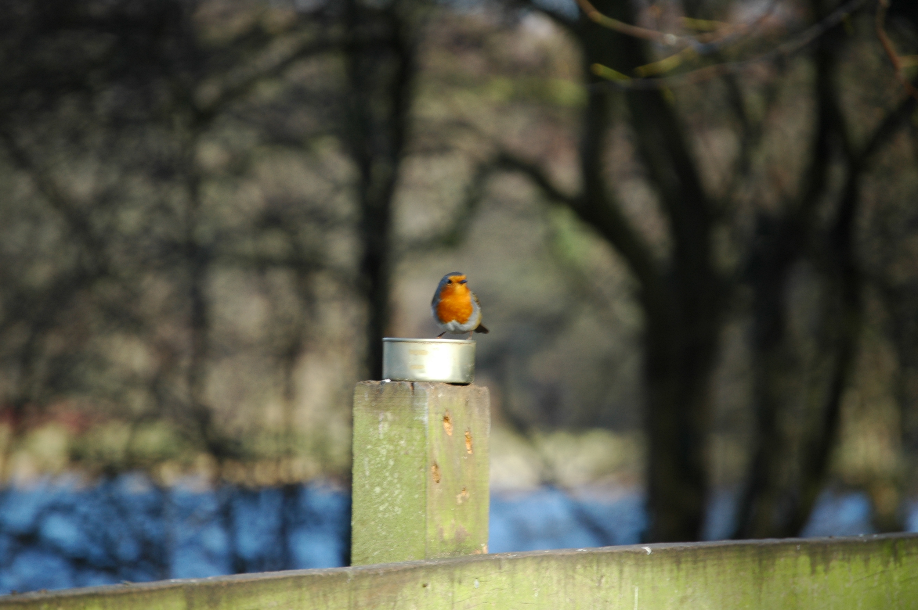 photos/wildlife/Bird_Species/147-Old_World_Chats/6193-European_Robin/20060217-Wellbeck-07.jpg