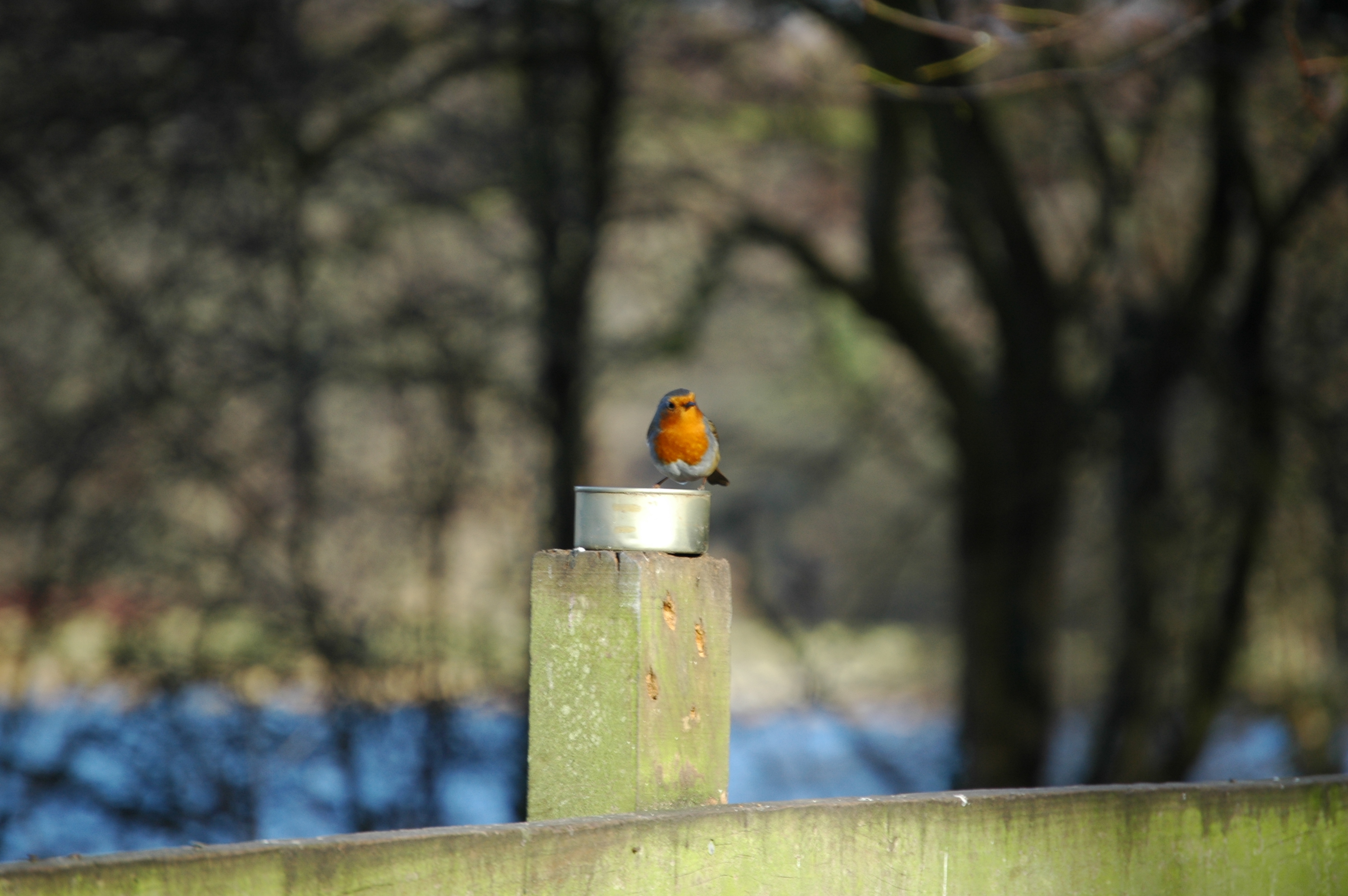 photos/wildlife/Bird_Species/147-Old_World_Chats/6193-European_Robin/20060217-Wellbeck-08.jpg