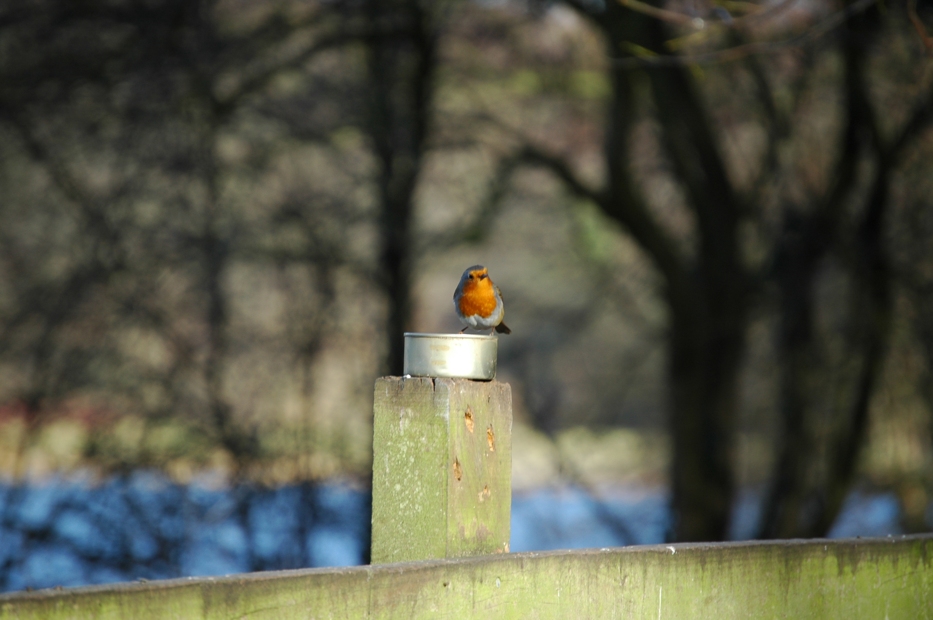 photos/wildlife/Bird_Species/147-Old_World_Chats/6193-European_Robin/20060217-Wellbeck-09.jpg