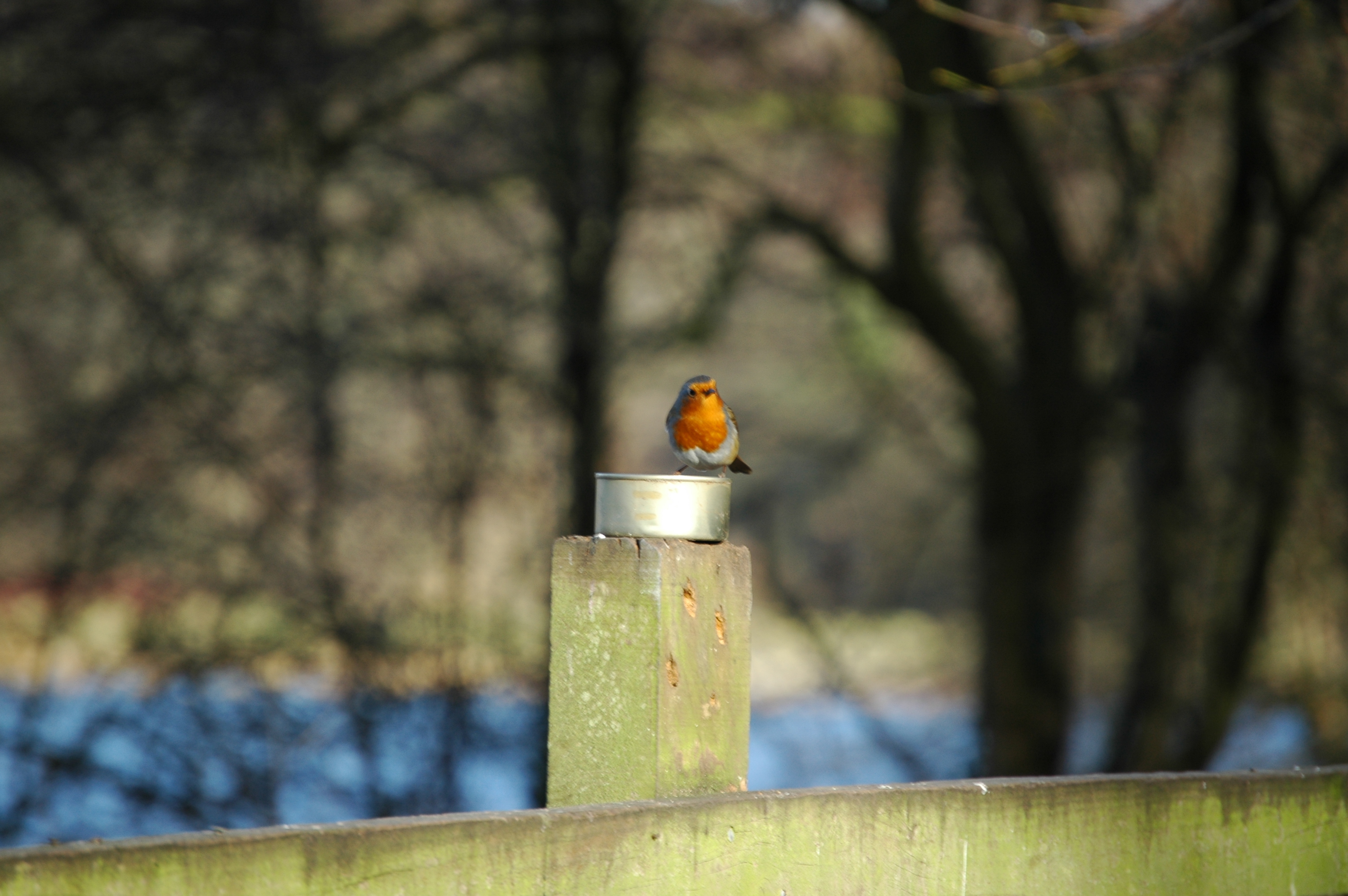 photos/wildlife/Bird_Species/147-Old_World_Chats/6193-European_Robin/20060217-Wellbeck-10.jpg