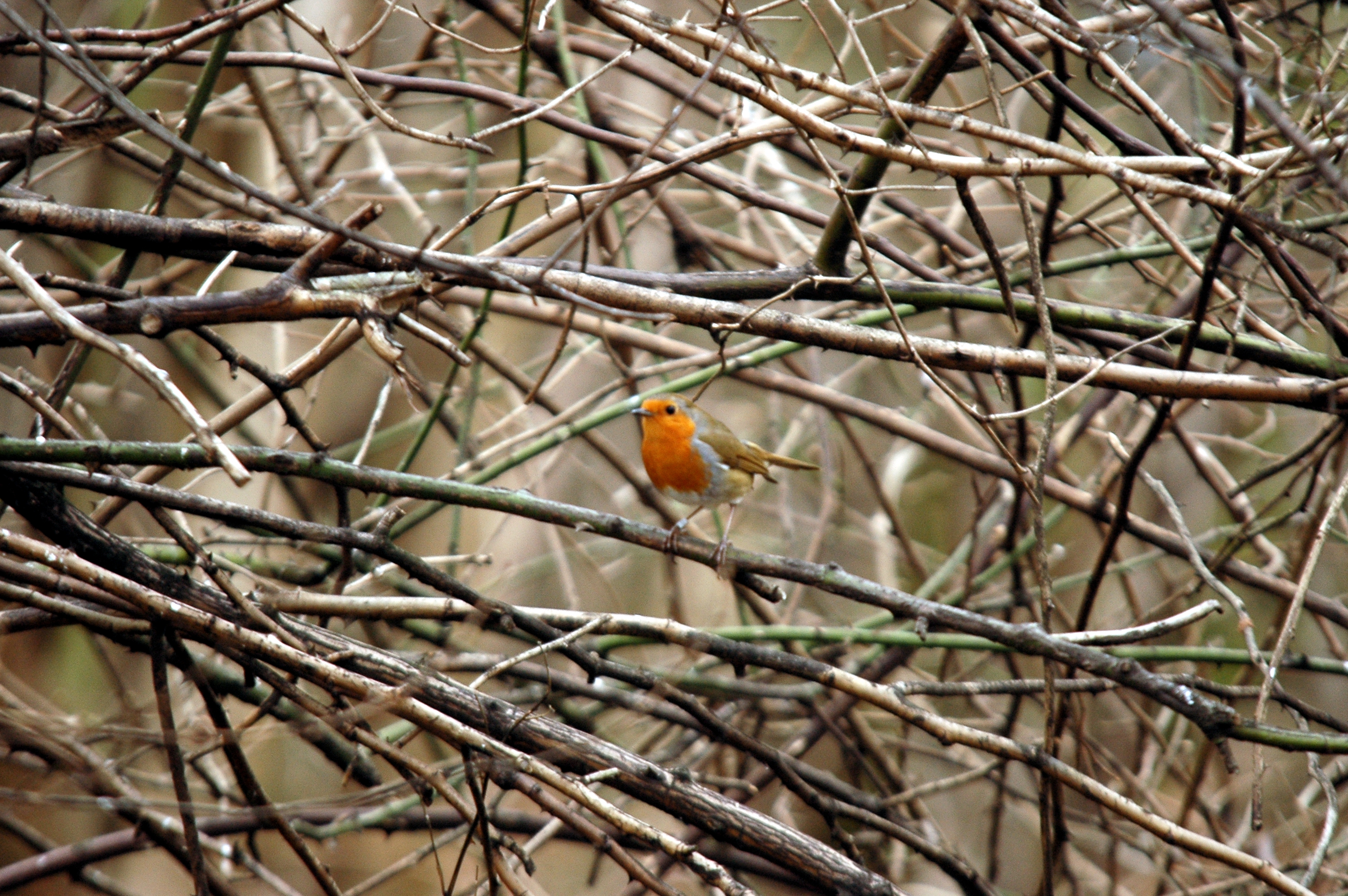 photos/wildlife/Bird_Species/147-Old_World_Chats/6193-European_Robin/DSC_4658.JPG