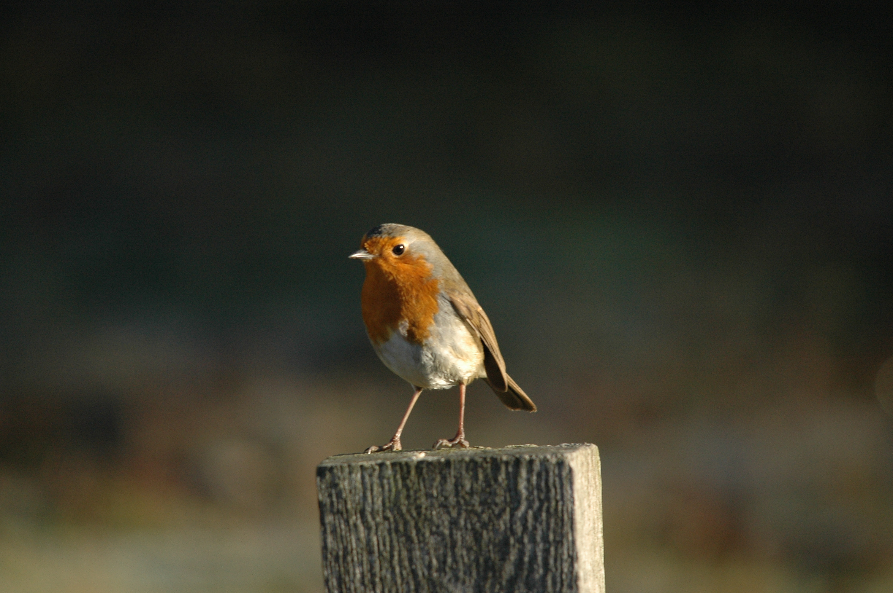 photos/wildlife/Bird_Species/147-Old_World_Chats/6193-European_Robin/DSC_4824.JPG