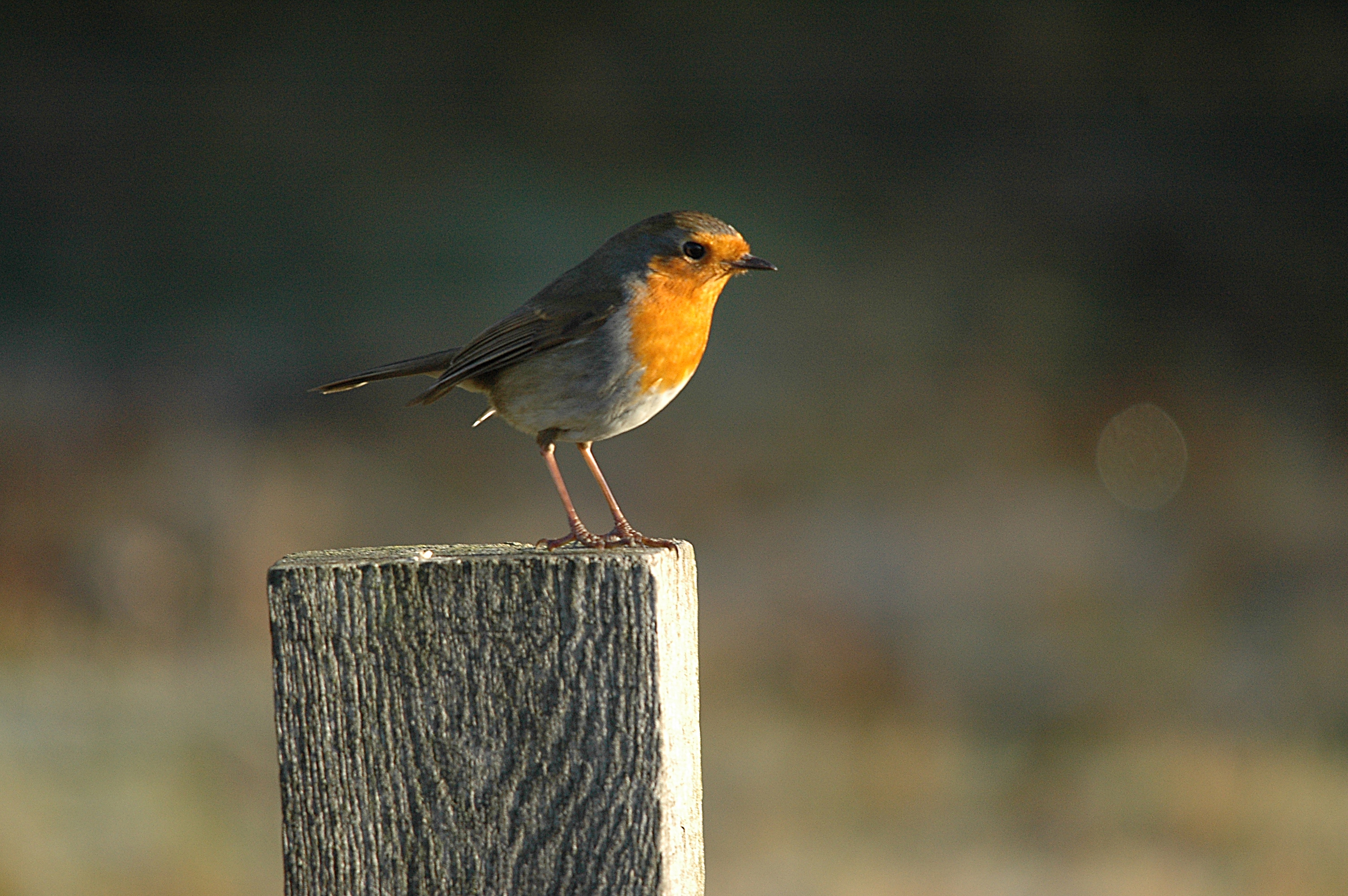 photos/wildlife/Bird_Species/147-Old_World_Chats/6193-European_Robin/DSC_4825.JPG