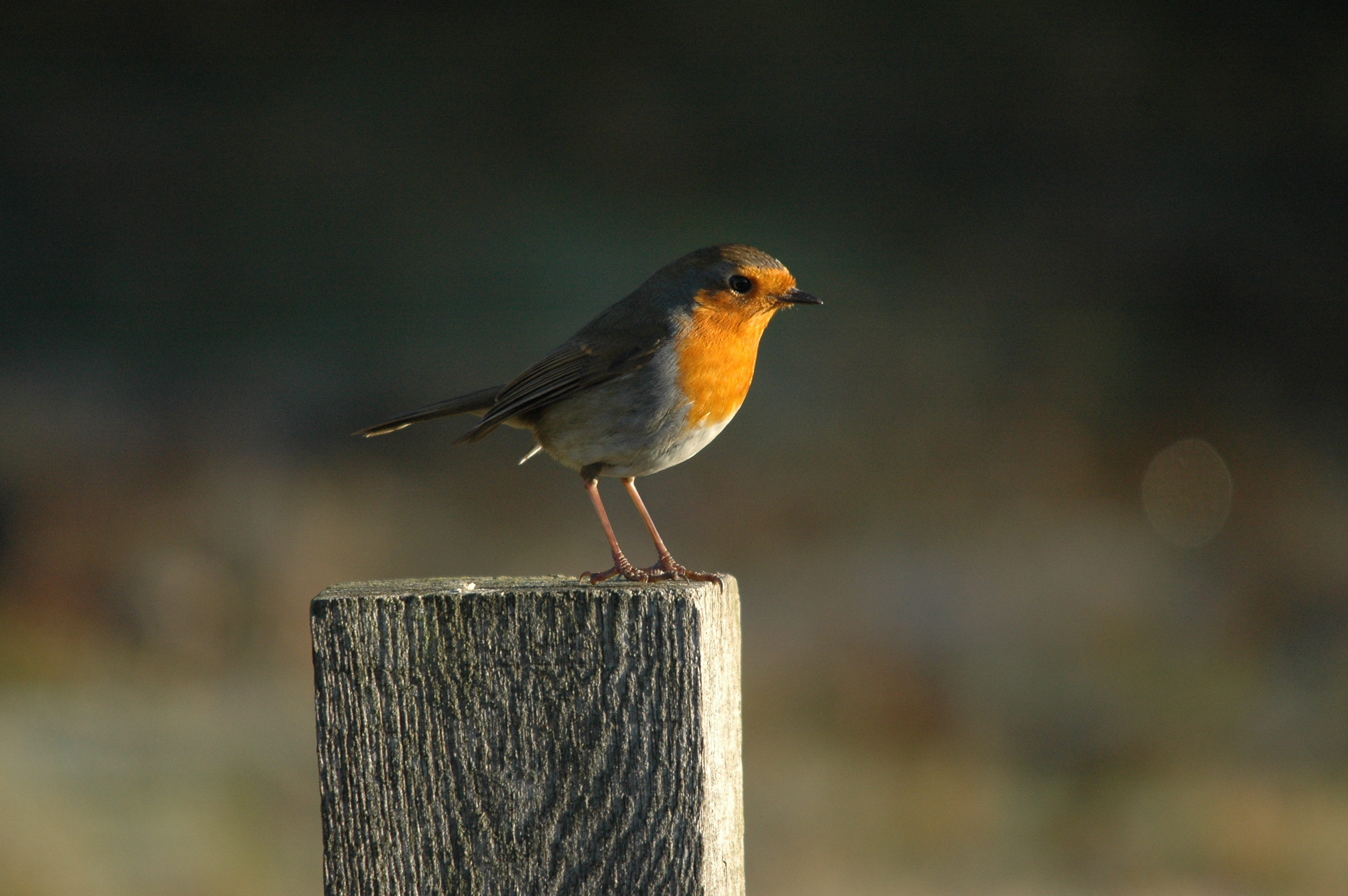 photos/wildlife/Bird_Species/147-Old_World_Chats/6193-European_Robin/DSC_4826.JPG