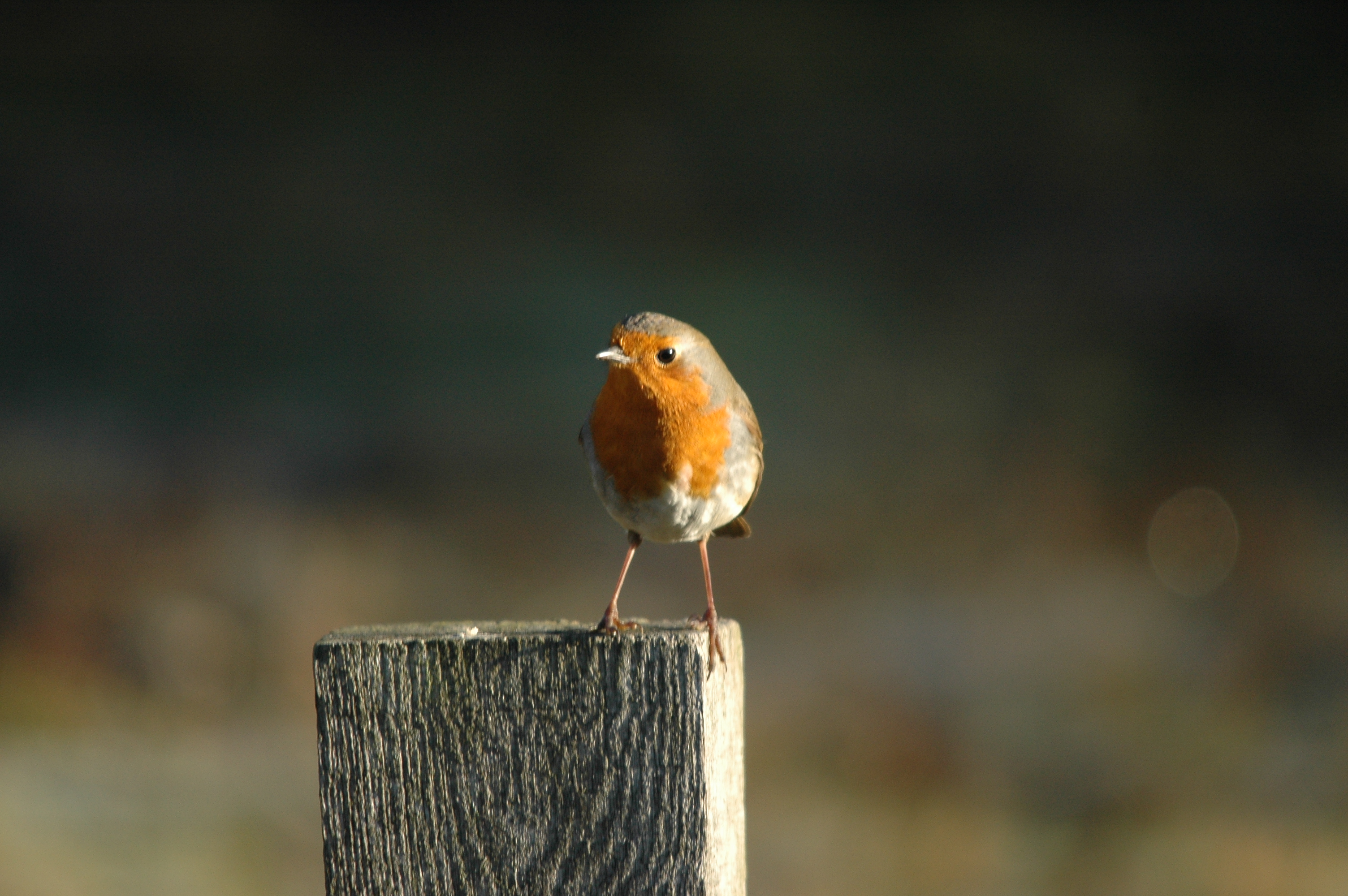 photos/wildlife/Bird_Species/147-Old_World_Chats/6193-European_Robin/DSC_4827.JPG