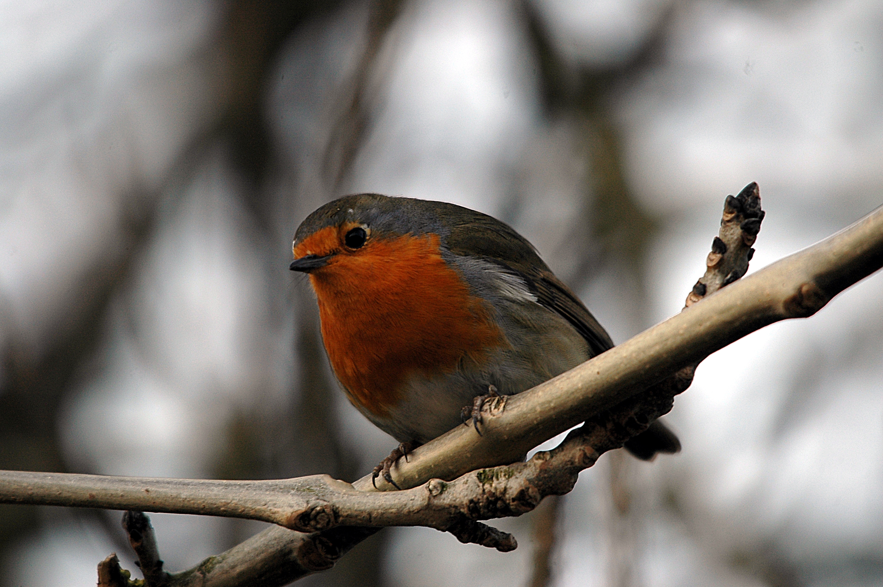 photos/wildlife/Bird_Species/147-Old_World_Chats/6193-European_Robin/DSC_4874.JPG