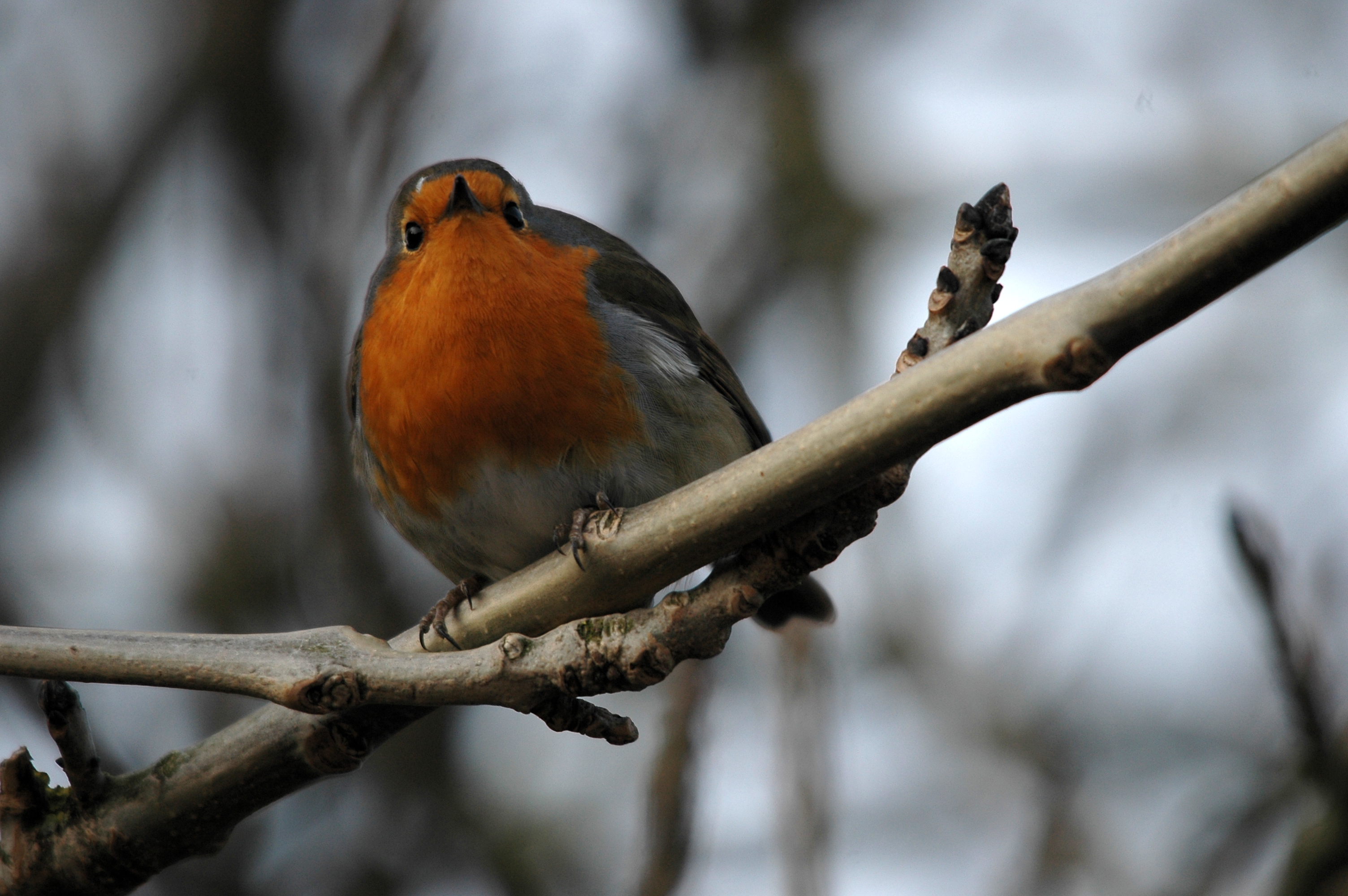 photos/wildlife/Bird_Species/147-Old_World_Chats/6193-European_Robin/DSC_4875.JPG