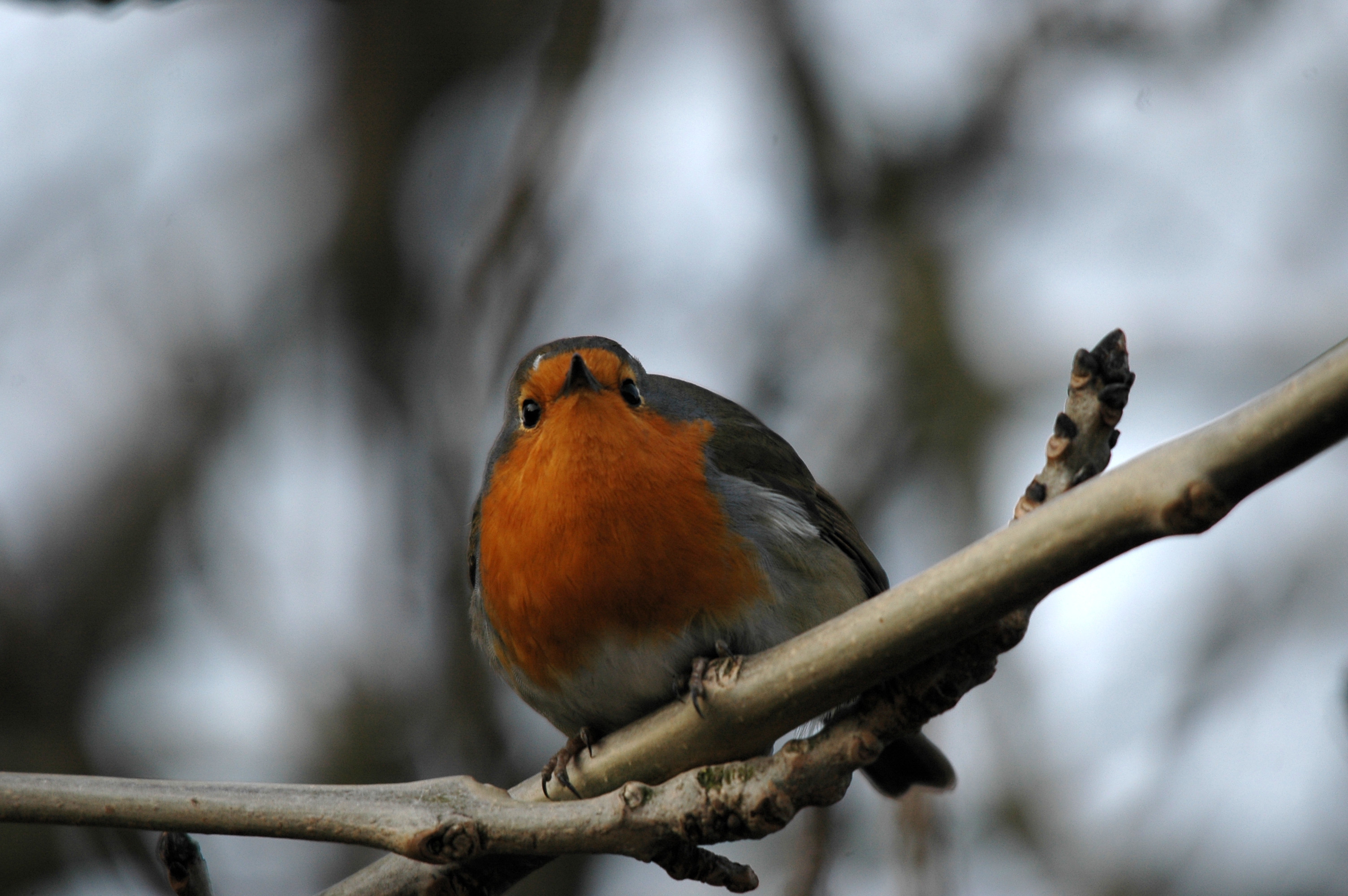photos/wildlife/Bird_Species/147-Old_World_Chats/6193-European_Robin/DSC_4876.JPG