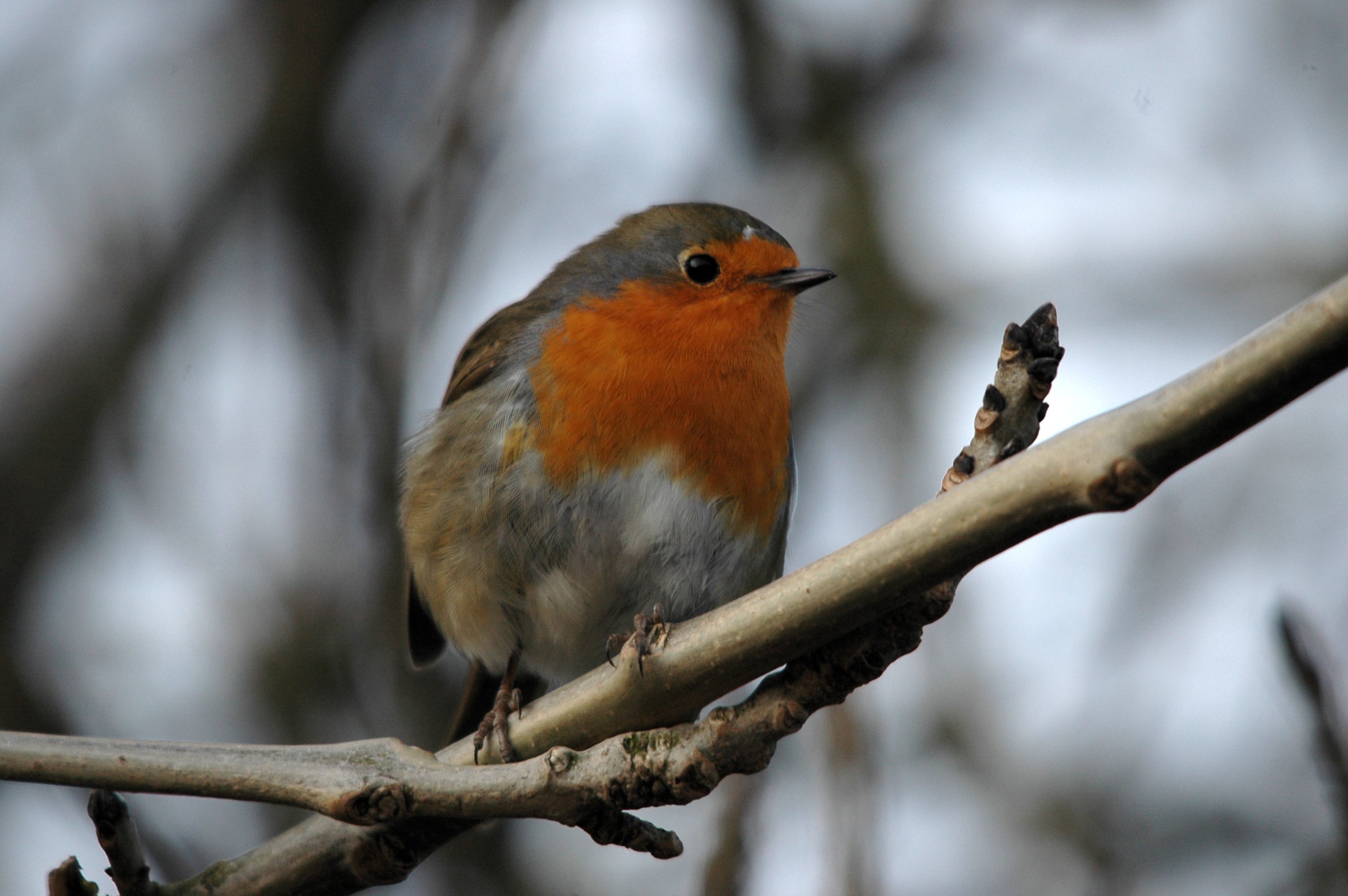 photos/wildlife/Bird_Species/147-Old_World_Chats/6193-European_Robin/DSC_4877.JPG