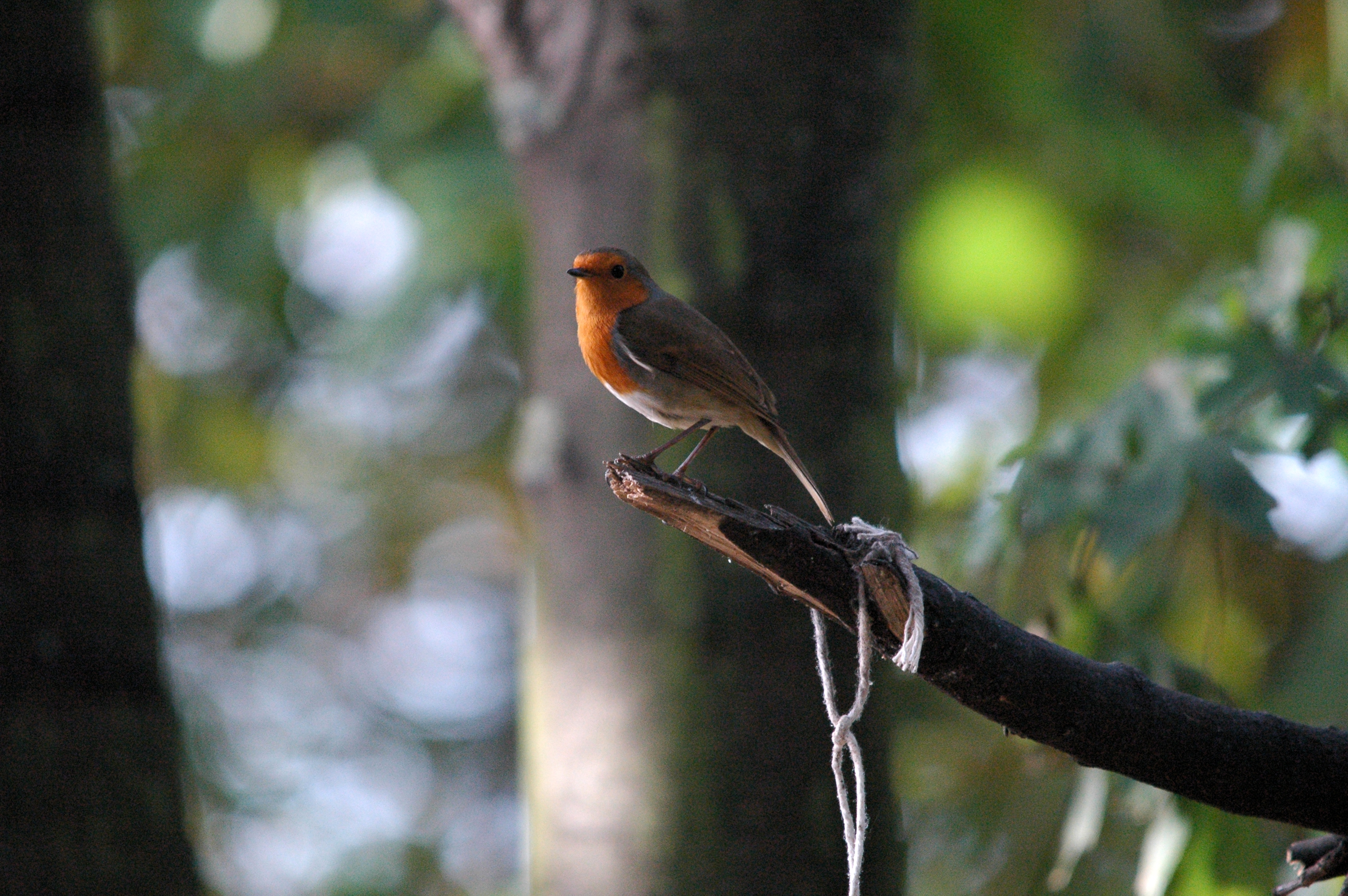 photos/wildlife/Bird_Species/147-Old_World_Chats/6193-European_Robin/dsc_1366.jpg