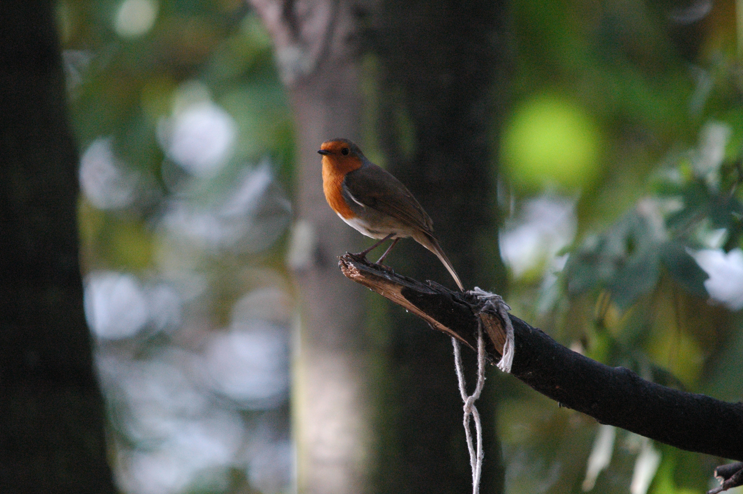 photos/wildlife/Bird_Species/147-Old_World_Chats/6193-European_Robin/dsc_1367.jpg