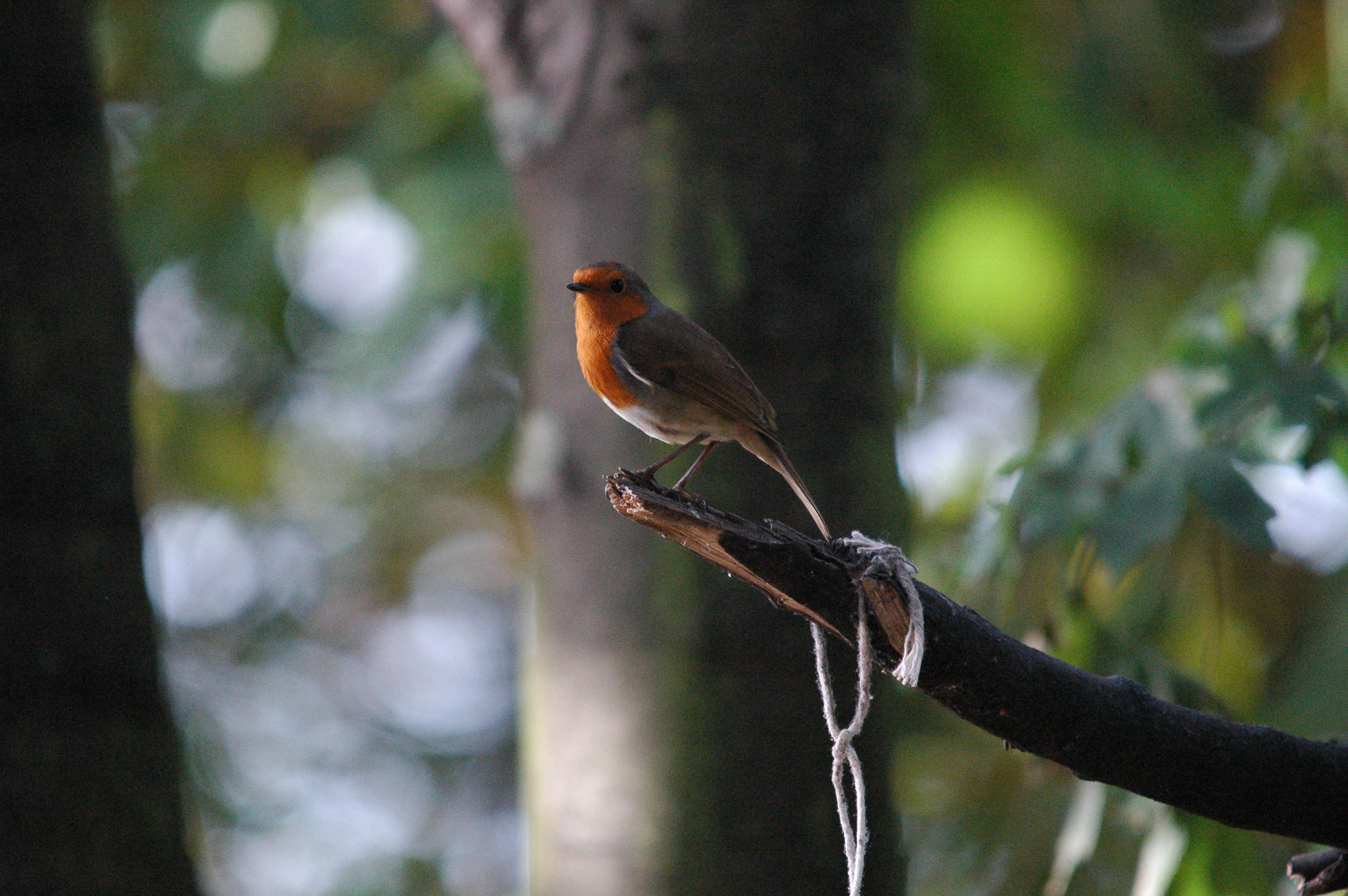 photos/wildlife/Bird_Species/147-Old_World_Chats/6193-European_Robin/dsc_1368.jpg