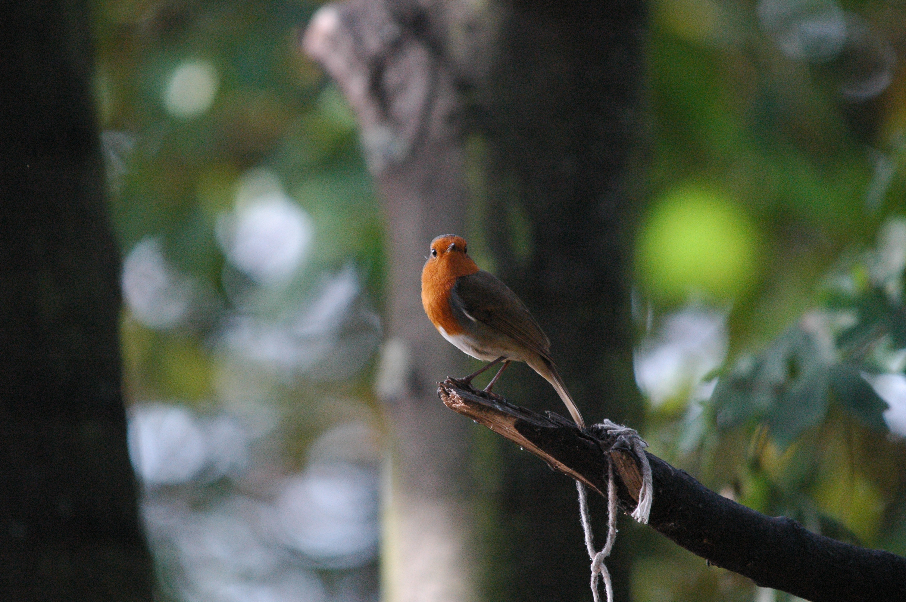 photos/wildlife/Bird_Species/147-Old_World_Chats/6193-European_Robin/dsc_1369.jpg