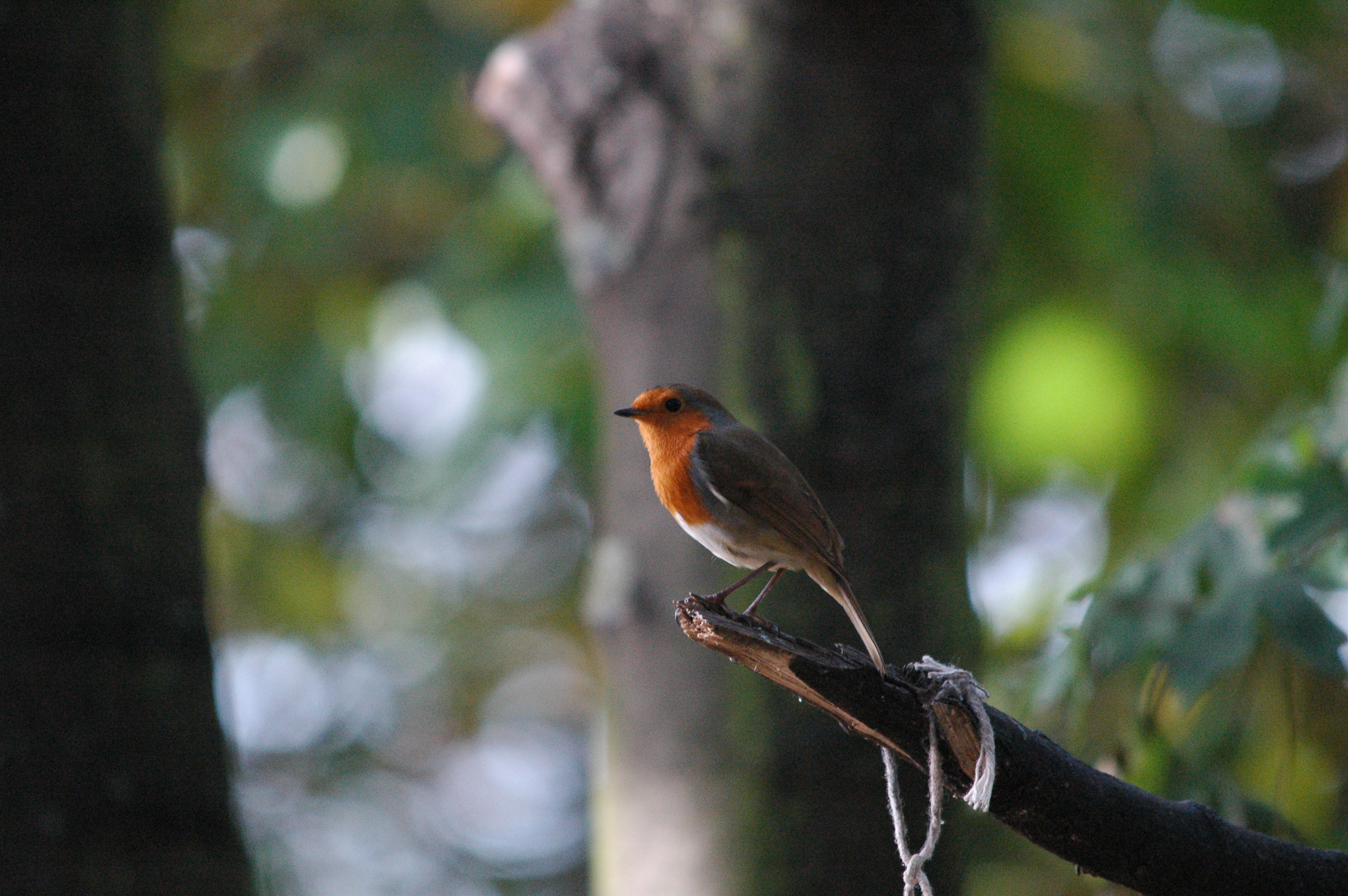 photos/wildlife/Bird_Species/147-Old_World_Chats/6193-European_Robin/dsc_1370.jpg