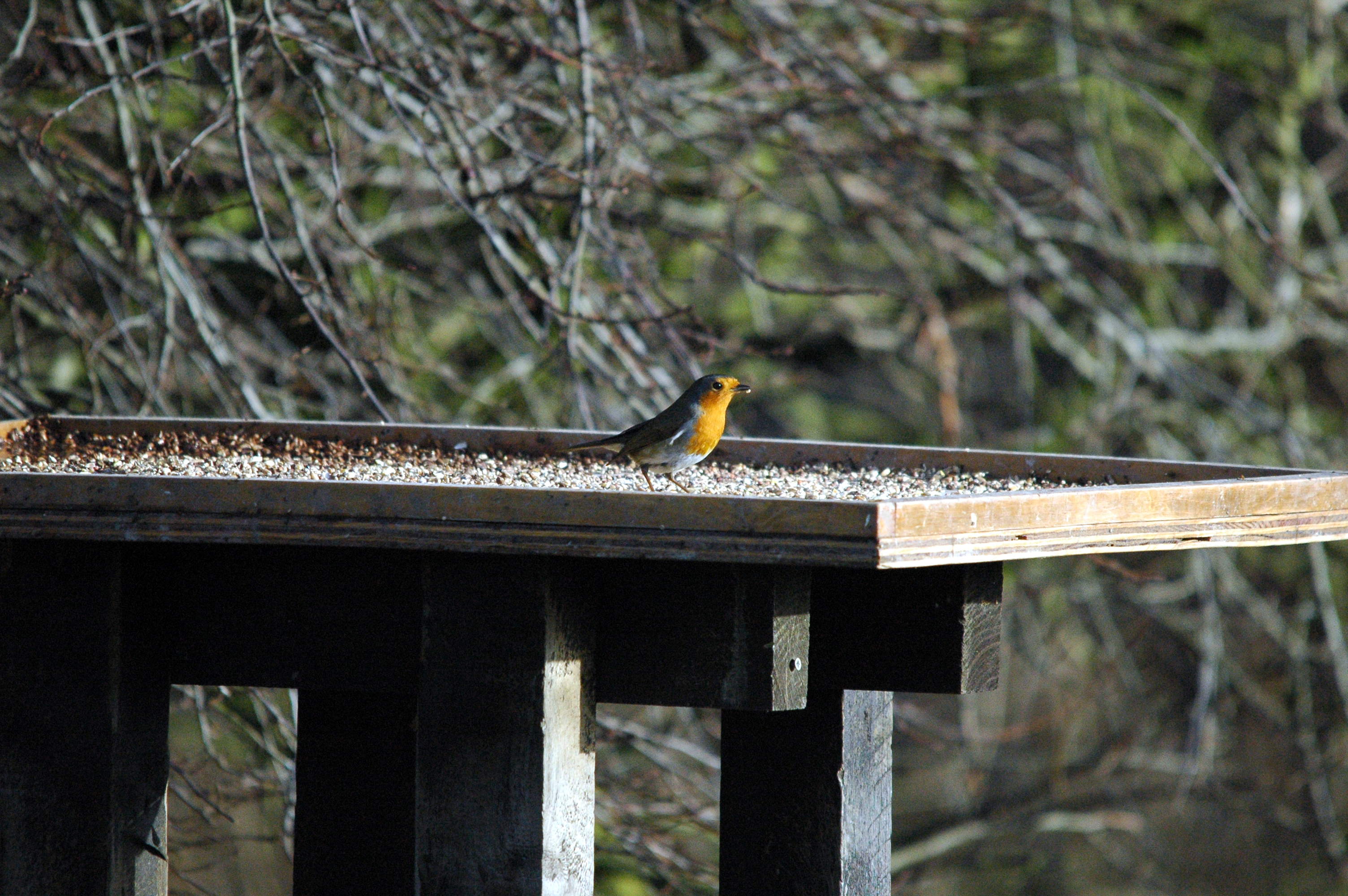 photos/wildlife/Bird_Species/147-Old_World_Chats/6193-European_Robin/dsc_1605.jpg