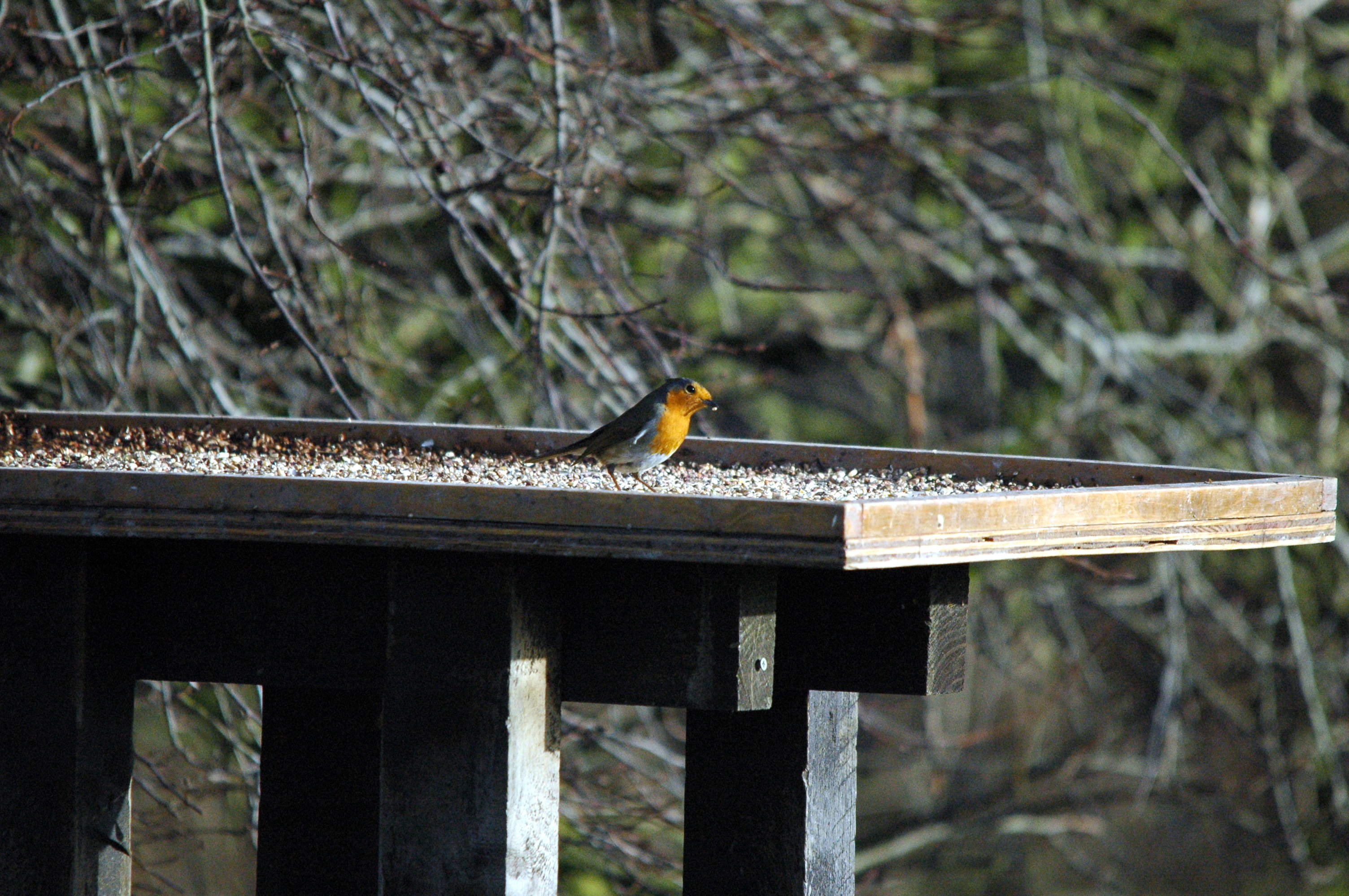 photos/wildlife/Bird_Species/147-Old_World_Chats/6193-European_Robin/dsc_1606.jpg