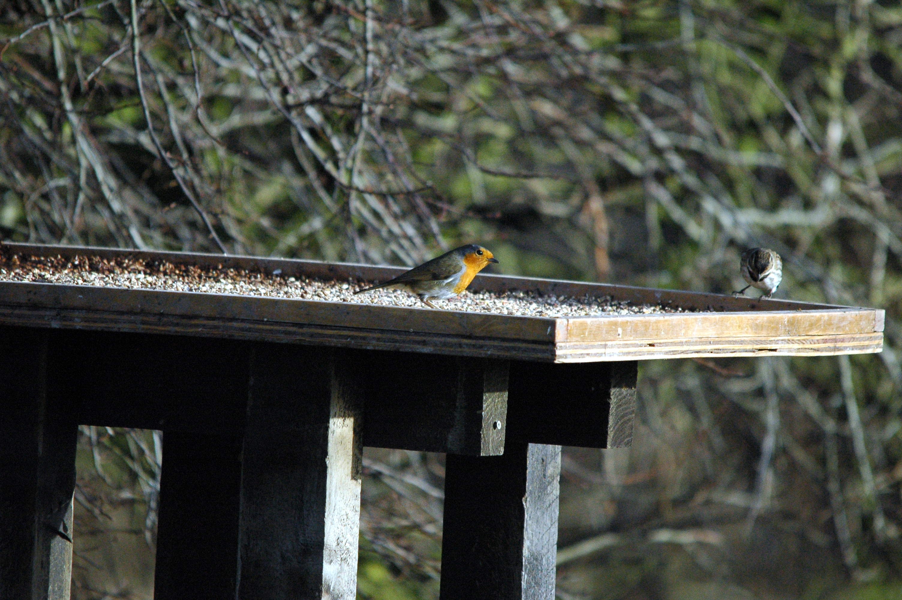 photos/wildlife/Bird_Species/147-Old_World_Chats/6193-European_Robin/dsc_1609.jpg
