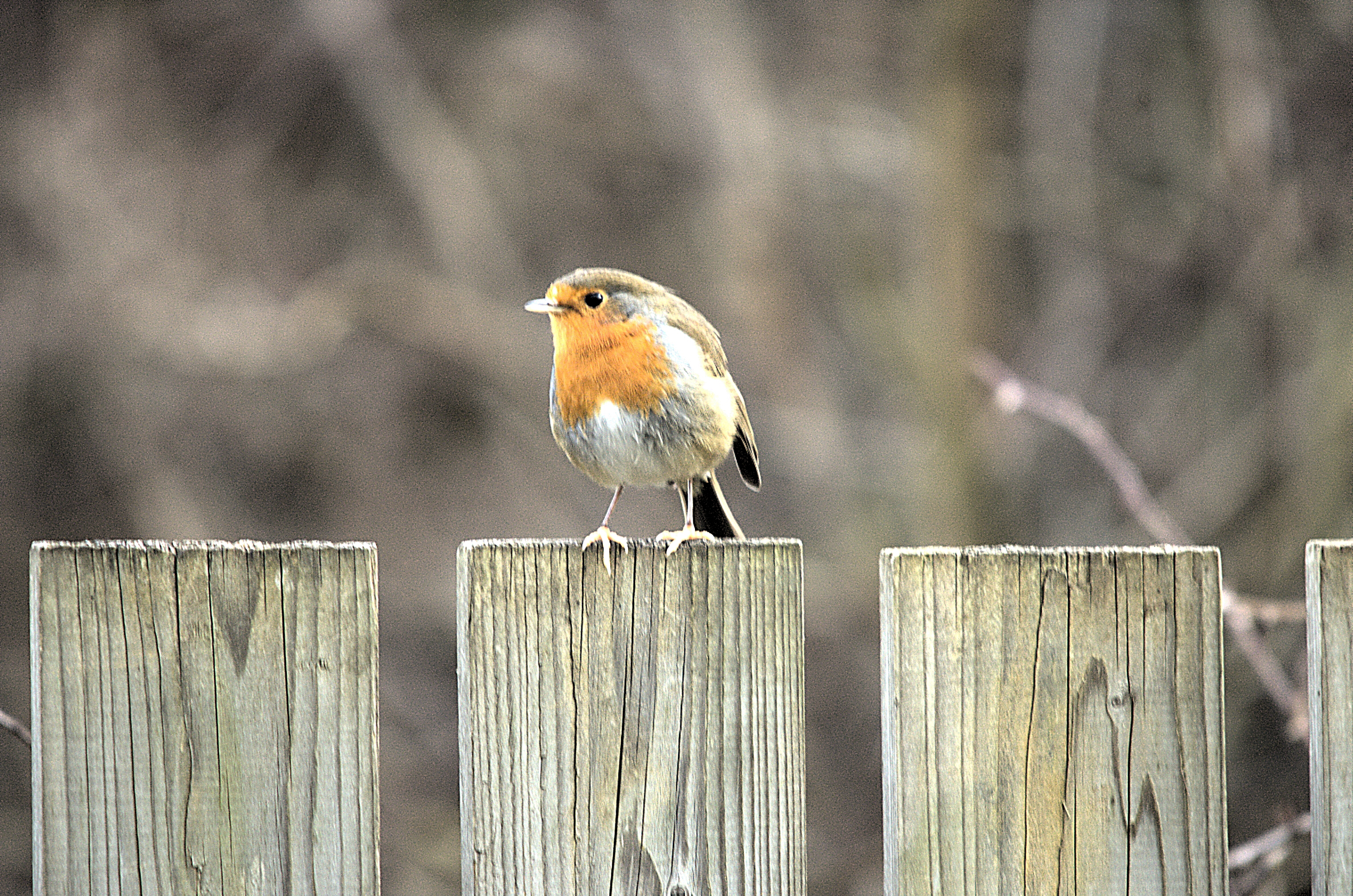 photos/wildlife/Bird_Species/147-Old_World_Chats/6193-European_Robin/dsc_1837.jpeg