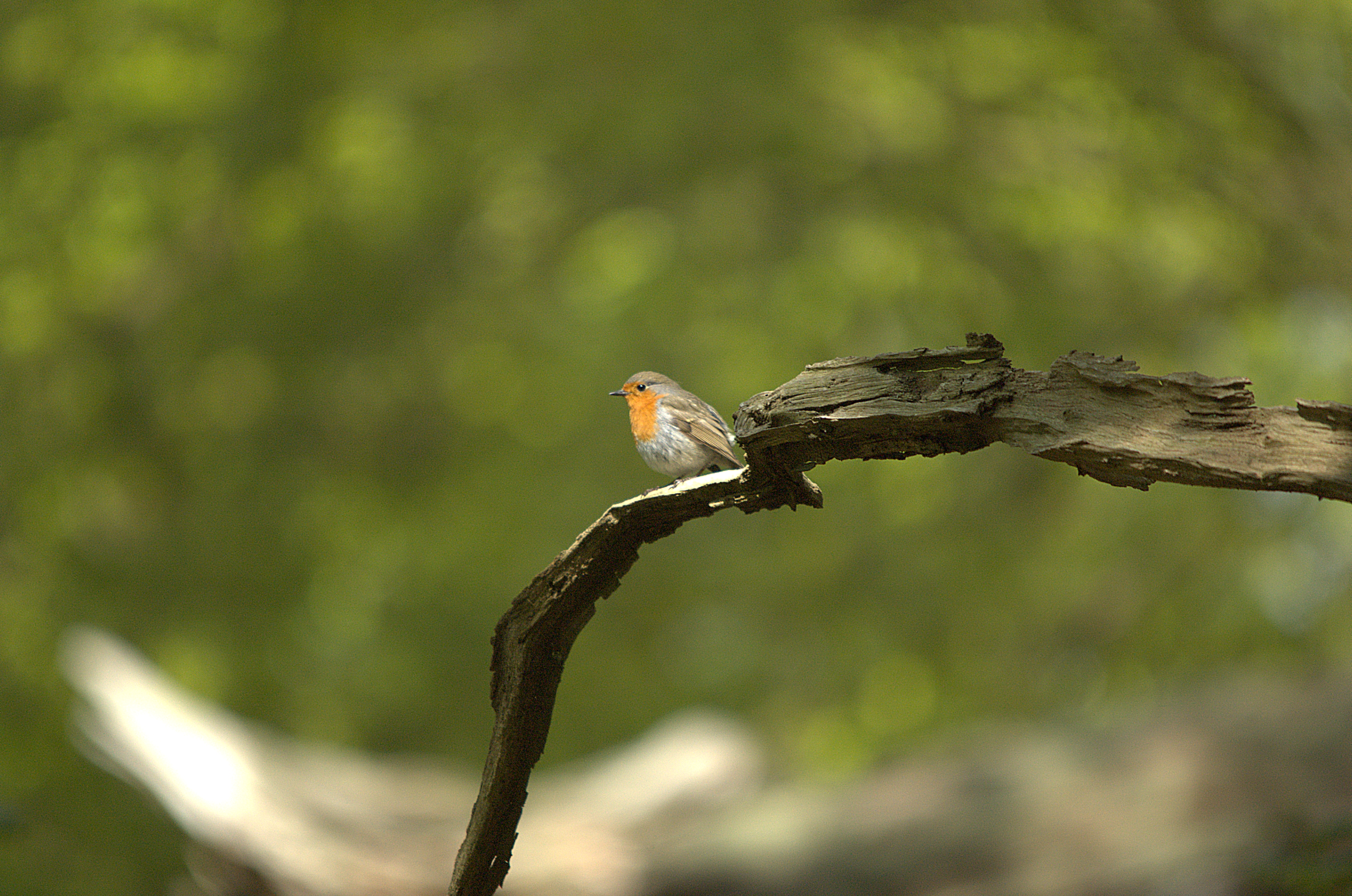 photos/wildlife/Bird_Species/147-Old_World_Chats/6193-European_Robin/dsc_2069.jpg