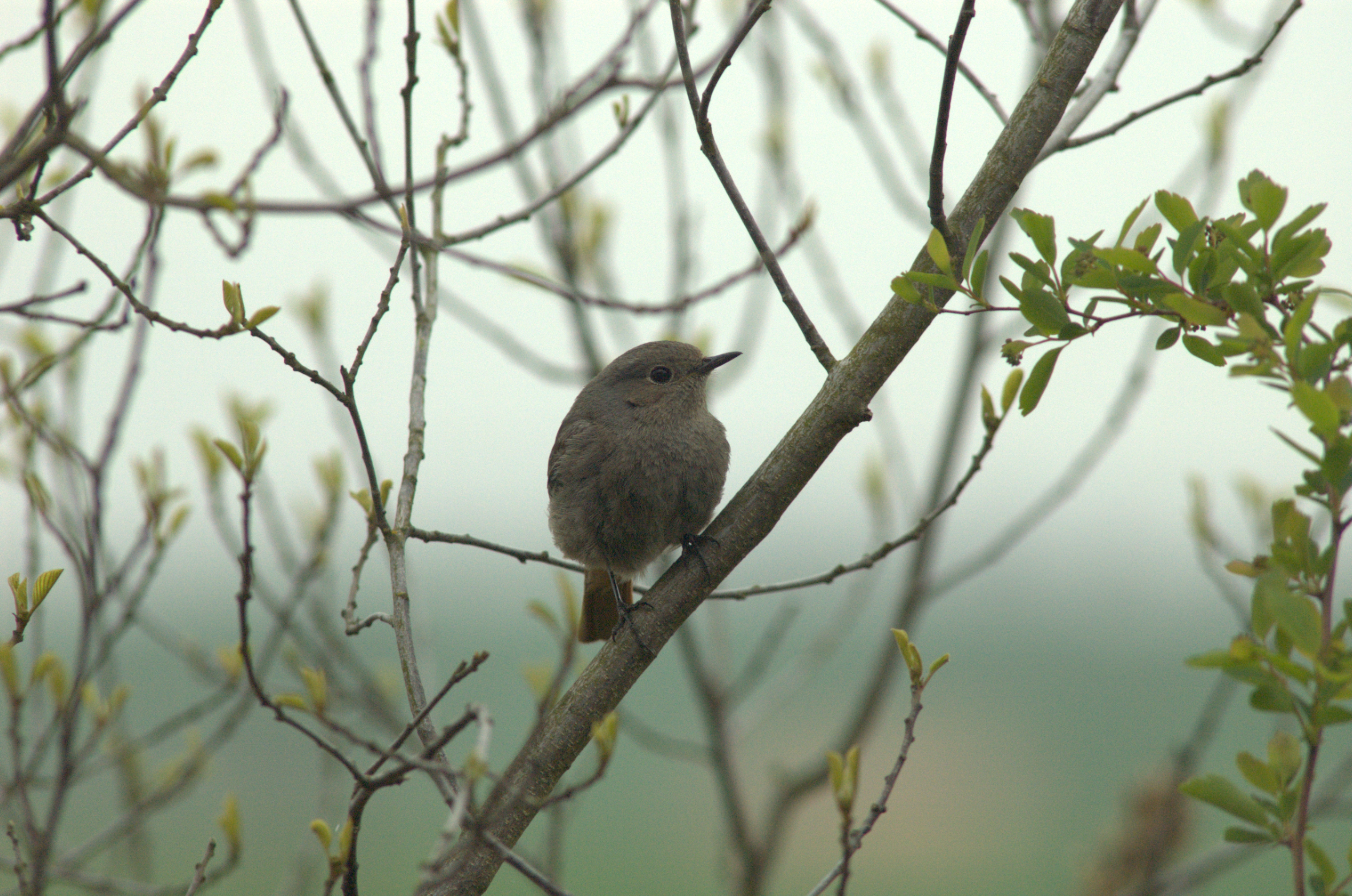 photos/wildlife/Bird_Species/147-Old_World_Chats/6258-Black_Redstart/DSC_0001_3.jpg