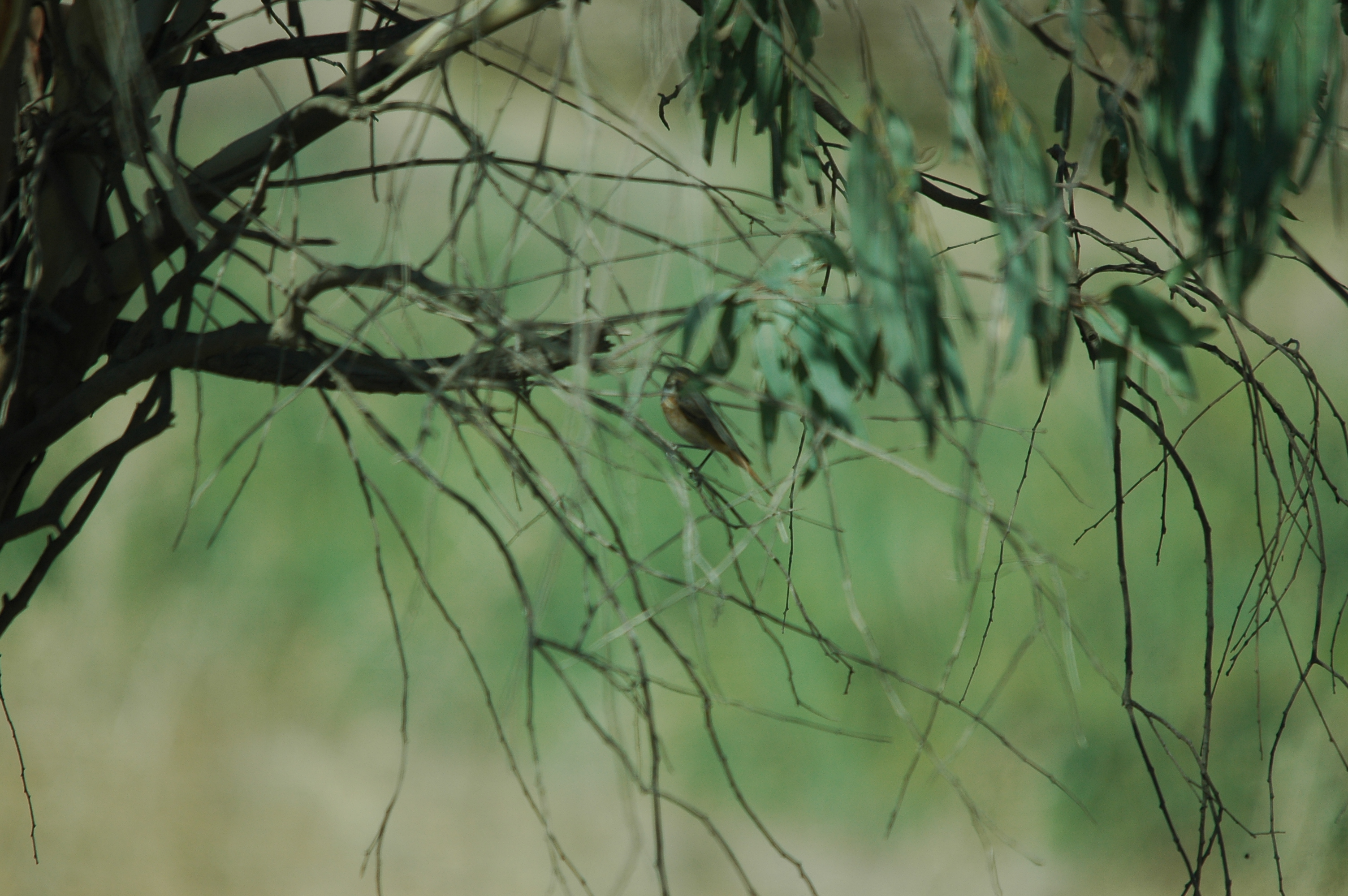 photos/wildlife/Bird_Species/147-Old_World_Chats/6259-Common_Redstart/20090924-Spain-01.jpg