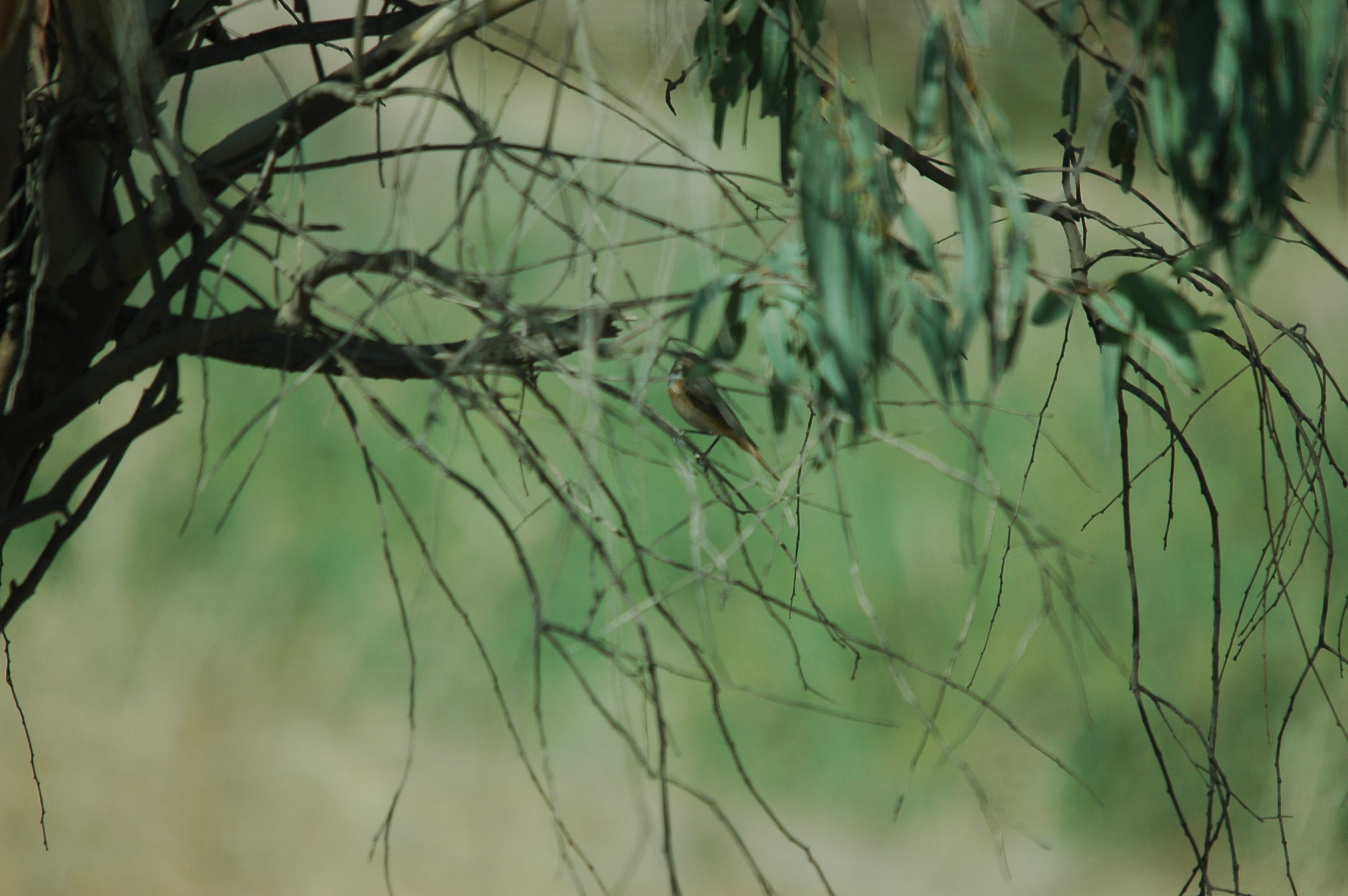 photos/wildlife/Bird_Species/147-Old_World_Chats/6259-Common_Redstart/20090924-Spain-02.jpg