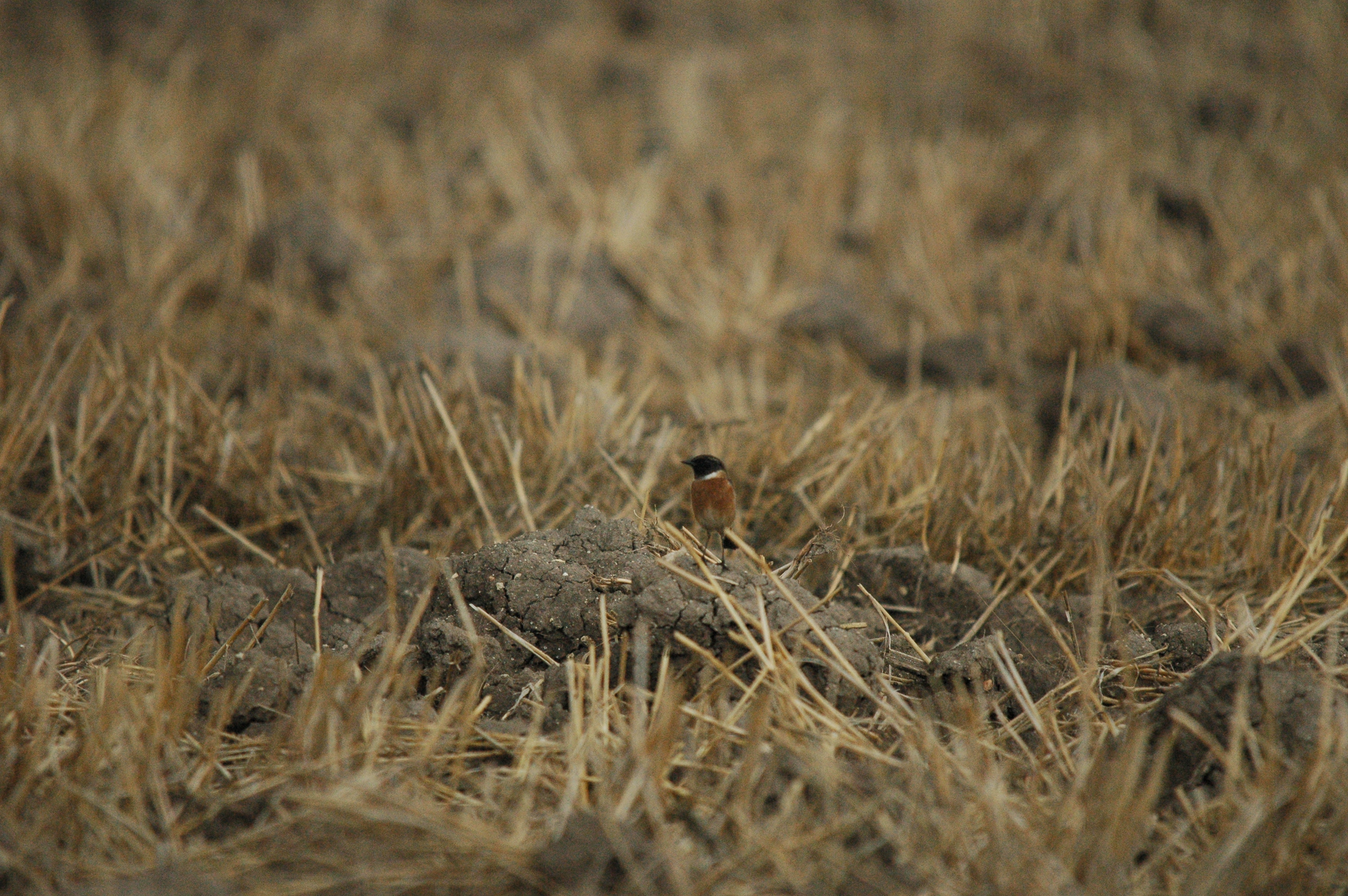 photos/wildlife/Bird_Species/147-Old_World_Chats/6289-Common_Stonechat/20090927-Spain-02.jpg