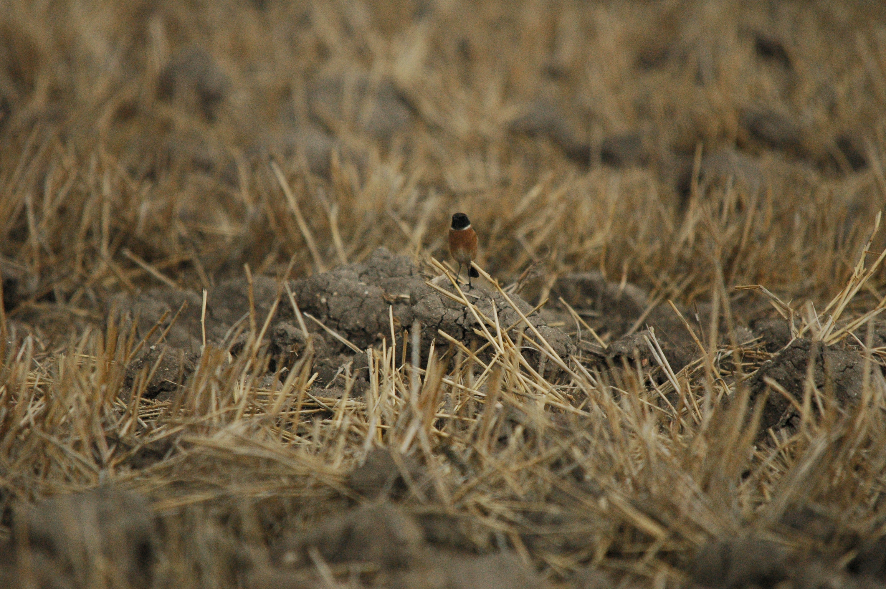 photos/wildlife/Bird_Species/147-Old_World_Chats/6289-Common_Stonechat/20090927-Spain-04.jpg