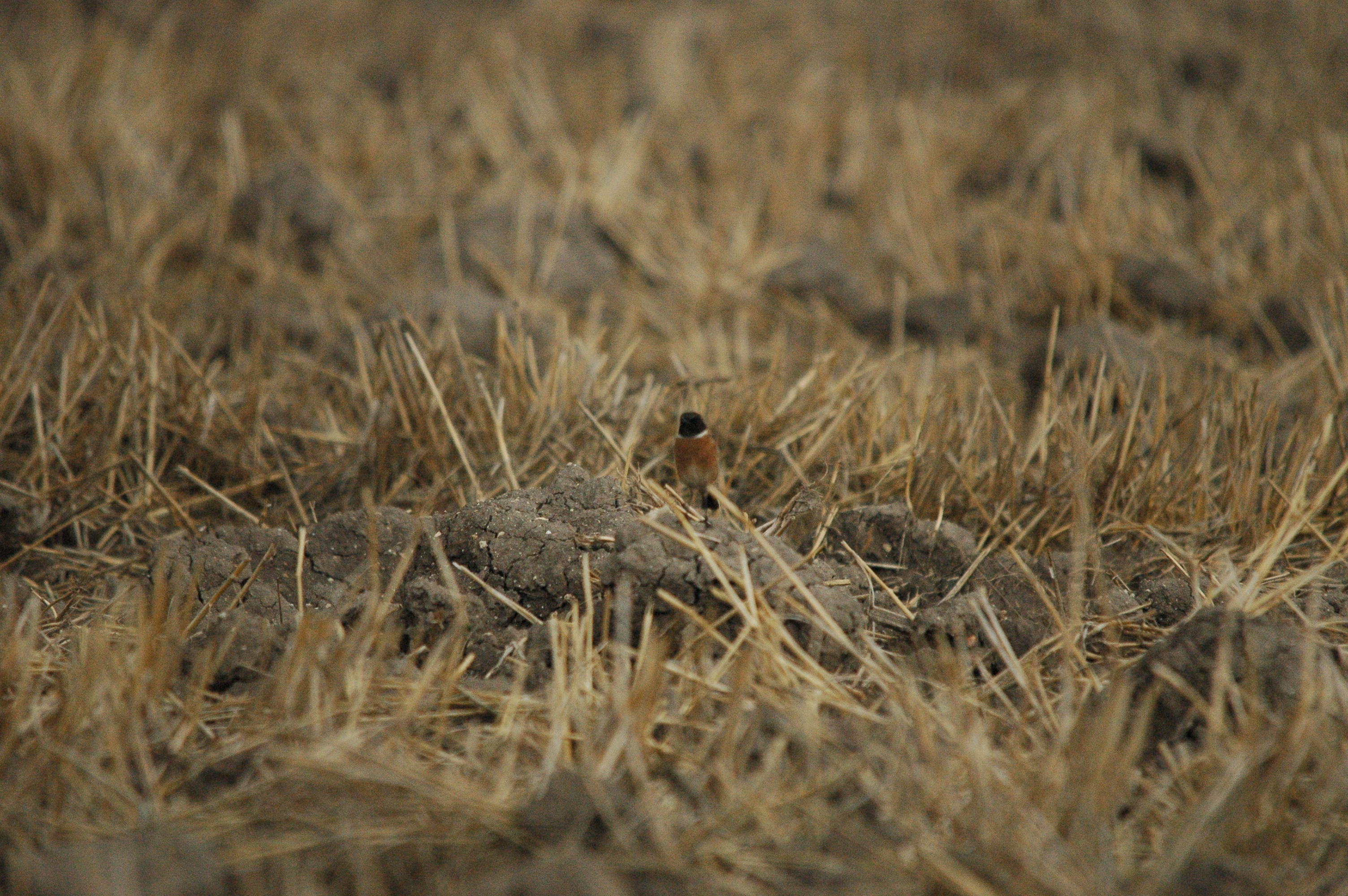 photos/wildlife/Bird_Species/147-Old_World_Chats/6289-Common_Stonechat/20090927-Spain-05.jpg