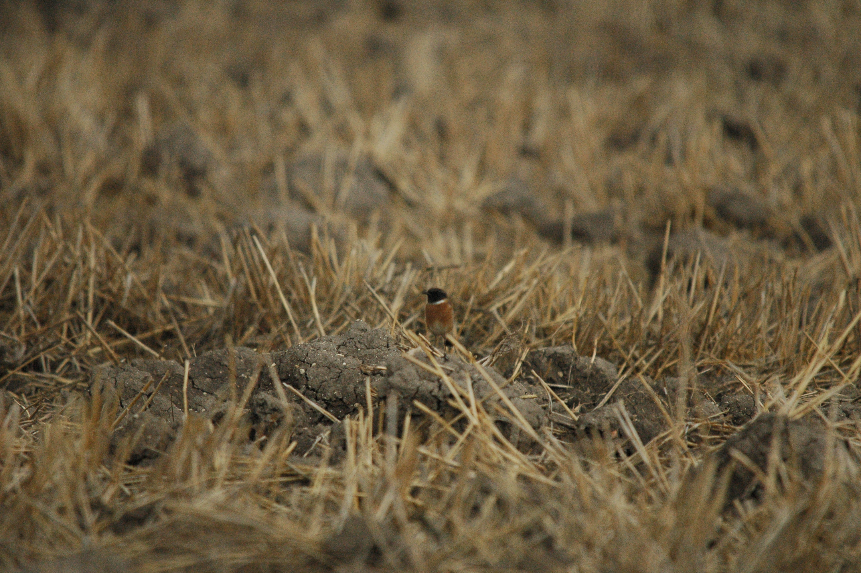photos/wildlife/Bird_Species/147-Old_World_Chats/6289-Common_Stonechat/20090927-Spain-06.jpg