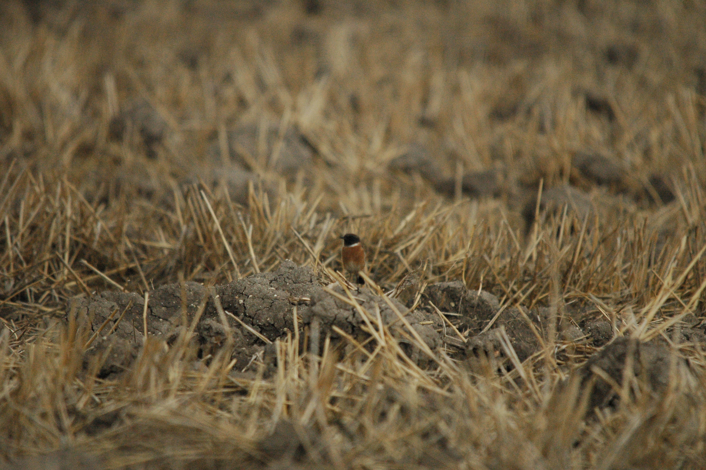 photos/wildlife/Bird_Species/147-Old_World_Chats/6289-Common_Stonechat/20090927-Spain-07.jpg