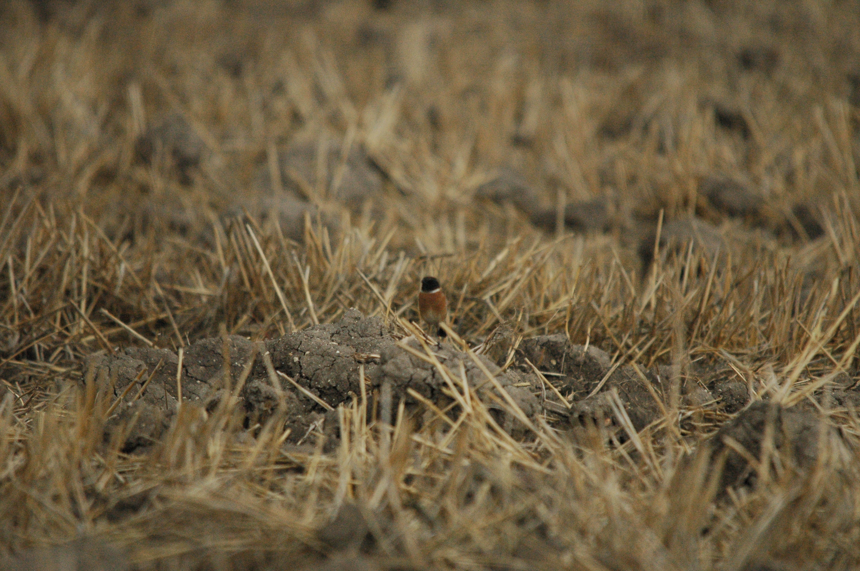 photos/wildlife/Bird_Species/147-Old_World_Chats/6289-Common_Stonechat/20090927-Spain-08.jpg