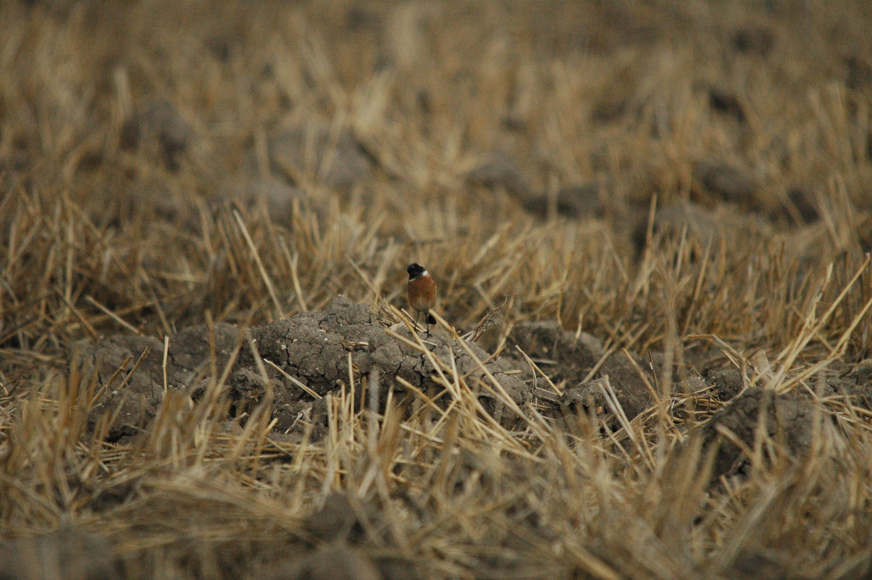 photos/wildlife/Bird_Species/147-Old_World_Chats/6289-Common_Stonechat/20090927-Spain-10.jpg