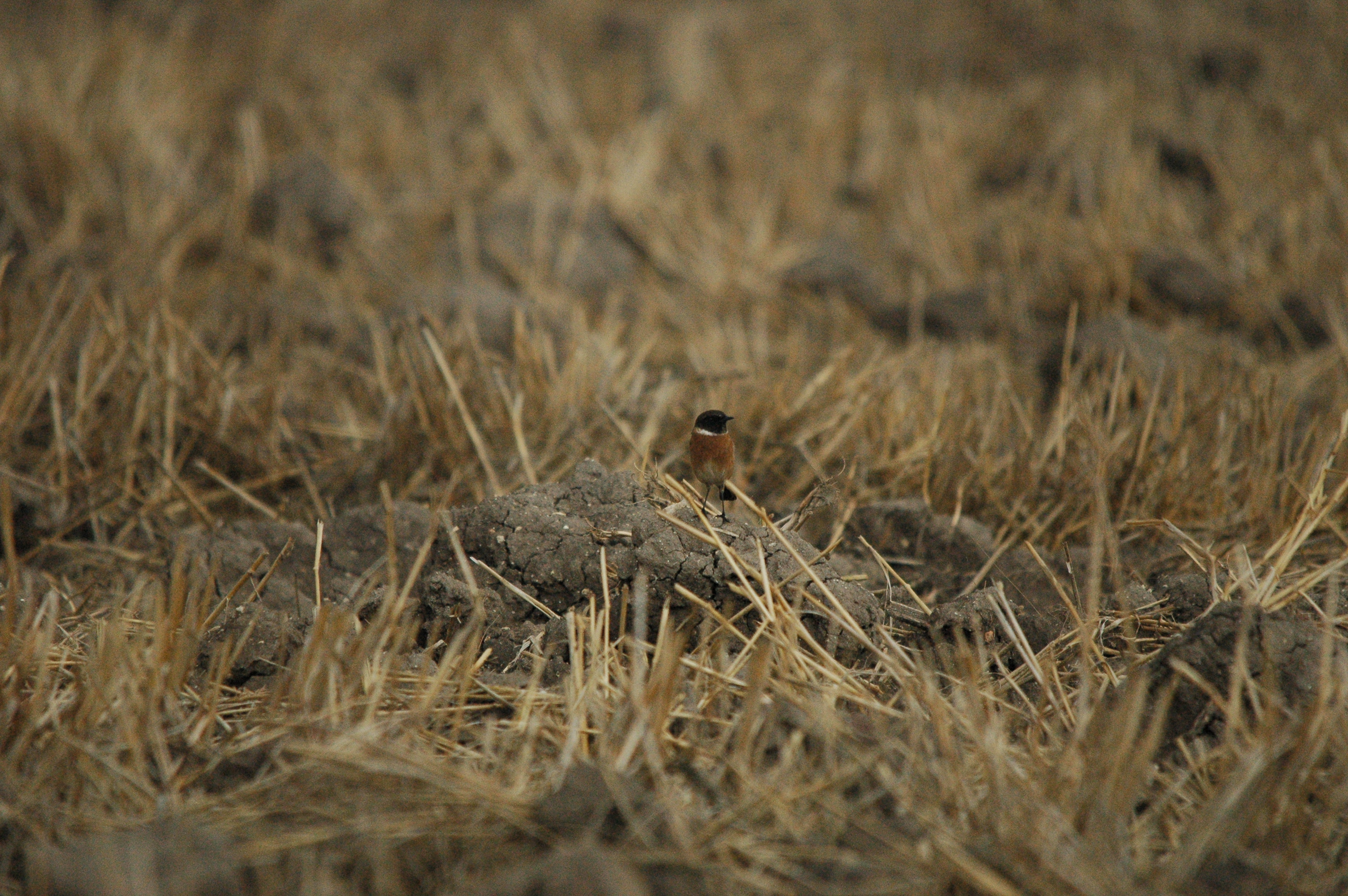 photos/wildlife/Bird_Species/147-Old_World_Chats/6289-Common_Stonechat/20090927-Spain-11.jpg
