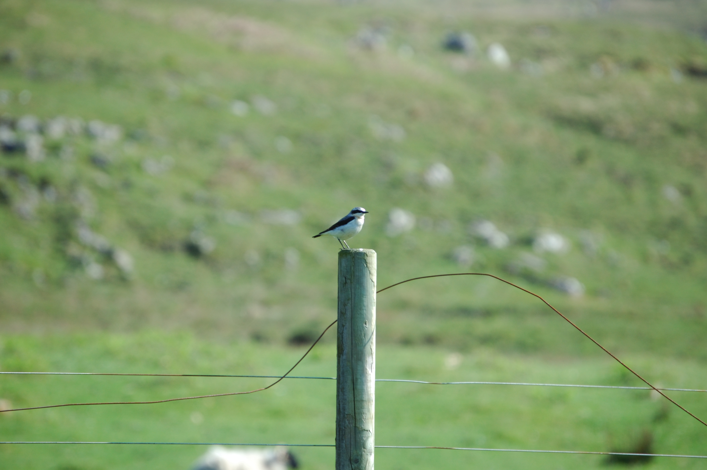 photos/wildlife/Bird_Species/147-Old_World_Chats/6303-Northern_Wheatear/20080513-Mull-01.jpg