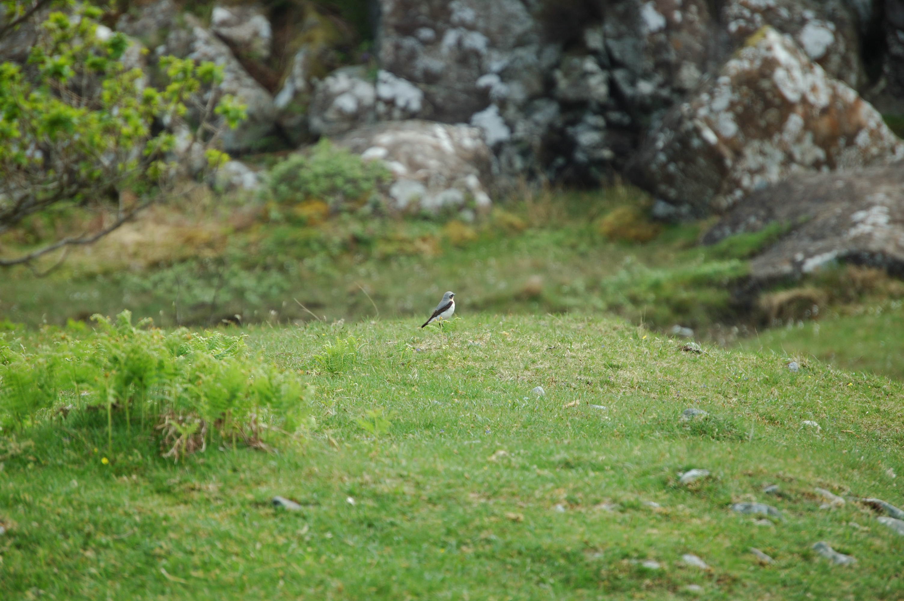 photos/wildlife/Bird_Species/147-Old_World_Chats/6303-Northern_Wheatear/20080514-Mull-01.jpg