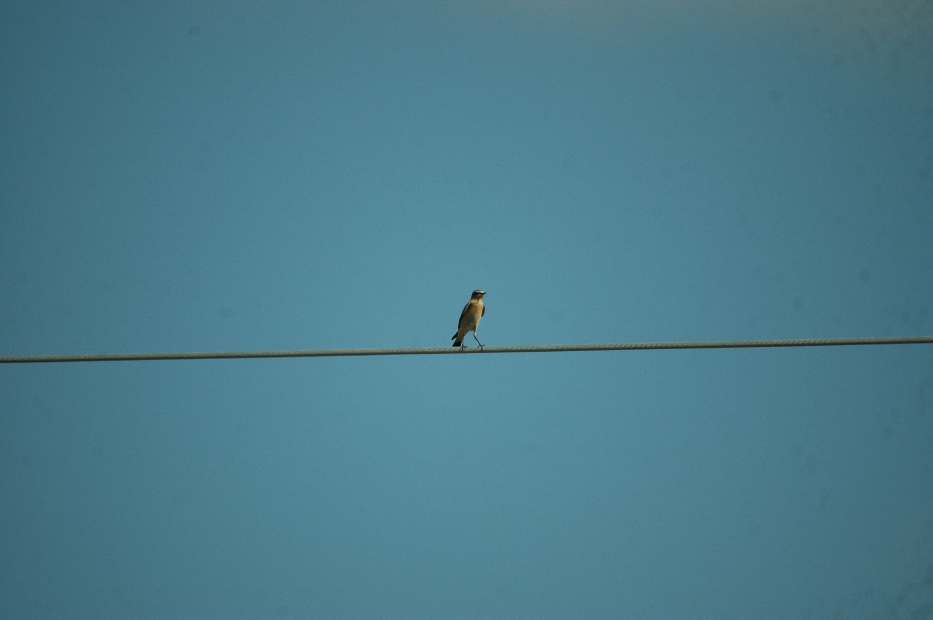 photos/wildlife/Bird_Species/147-Old_World_Chats/6303-Northern_Wheatear/20090924-Spain-01.jpg