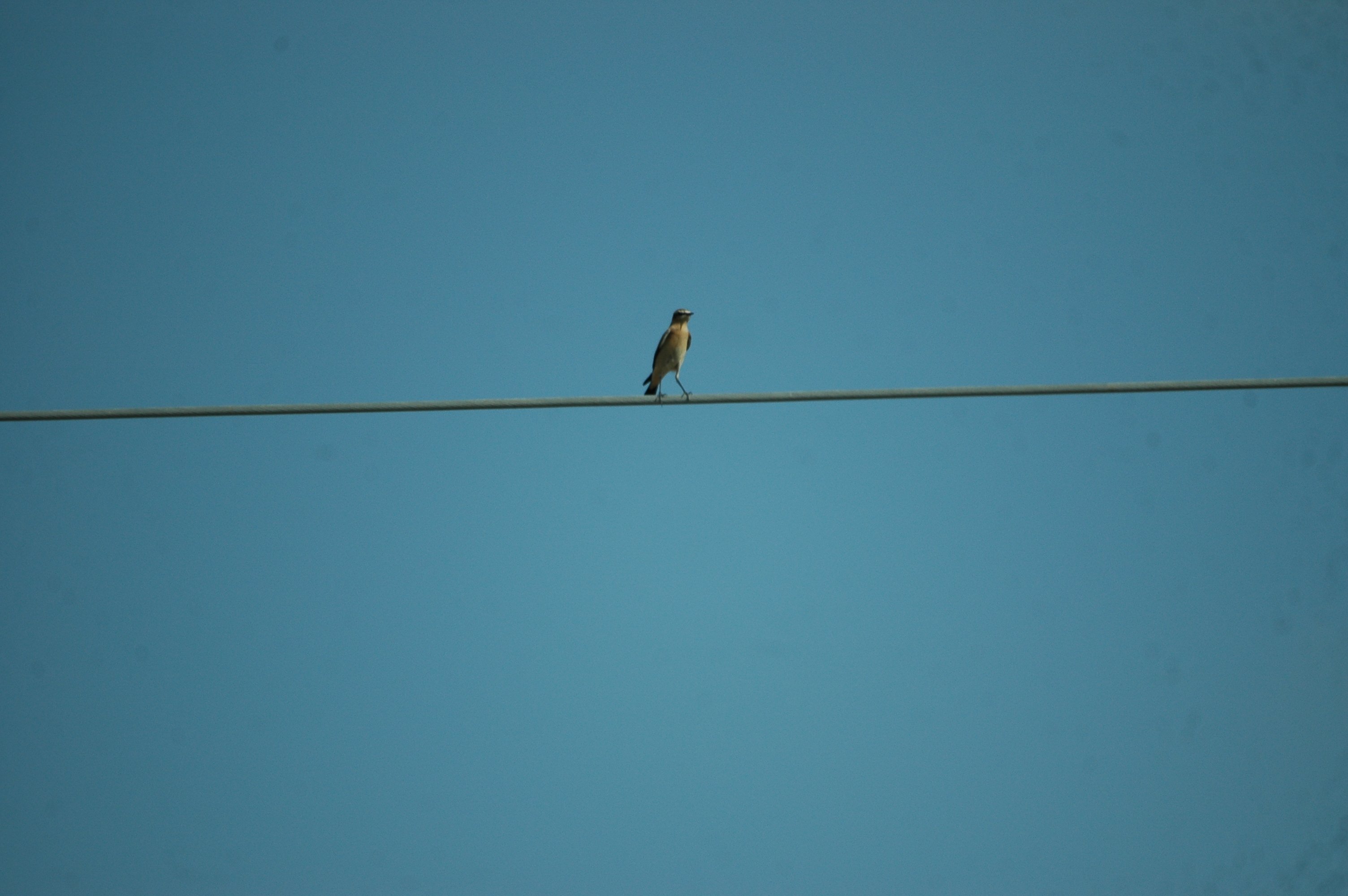 photos/wildlife/Bird_Species/147-Old_World_Chats/6303-Northern_Wheatear/20090924-Spain-02.jpg